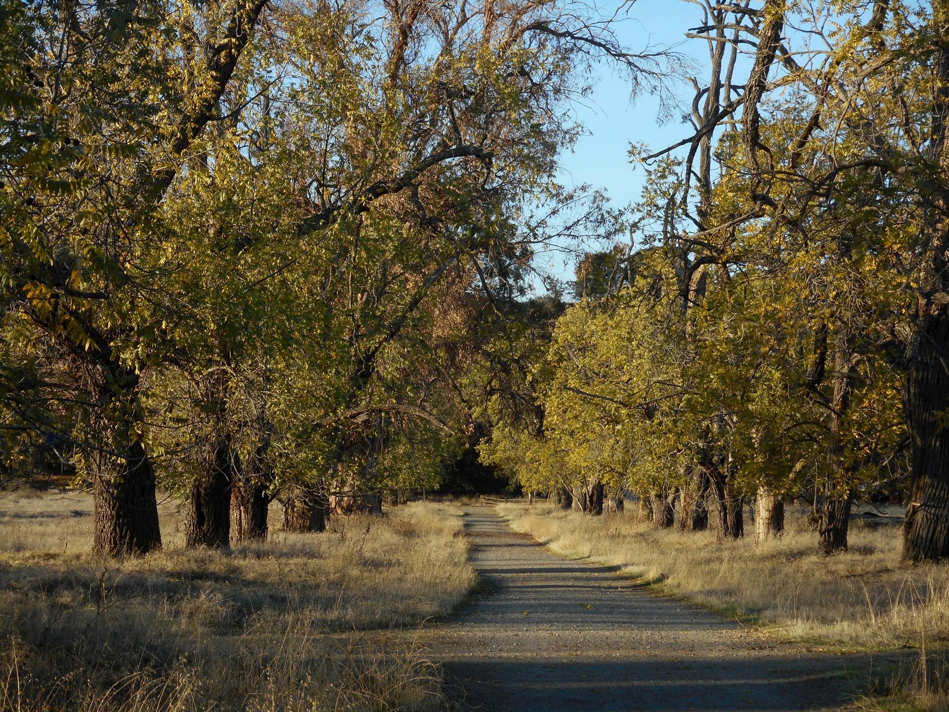A path lined with large trees displaying autumn foliage in golden light.