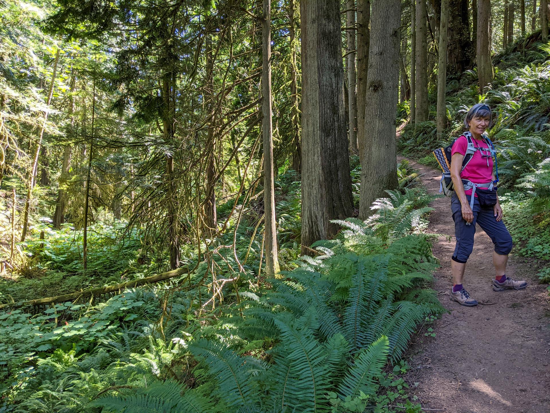 Hiker in pink shirt and backpack stands on a sunlit forest path among ferns.