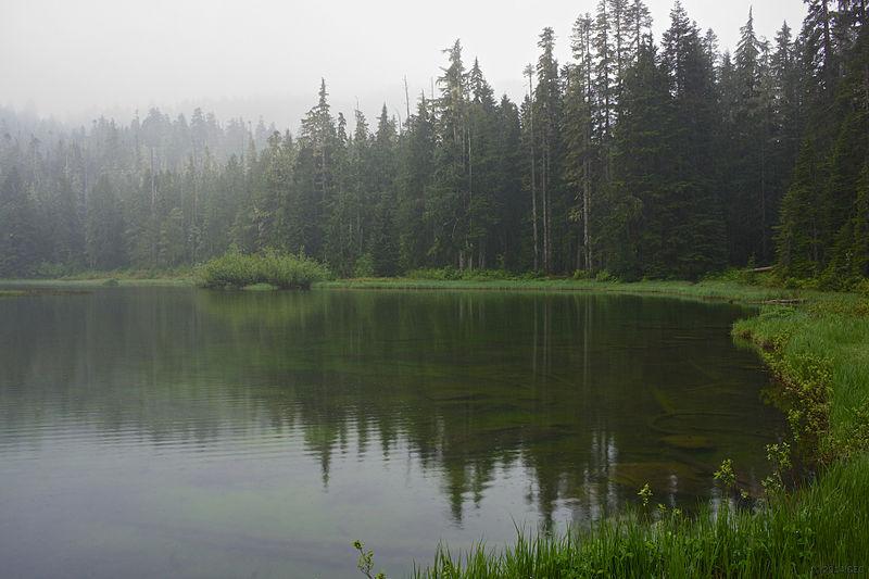 Calm lake reflects dense evergreen forest under a misty, overcast sky.