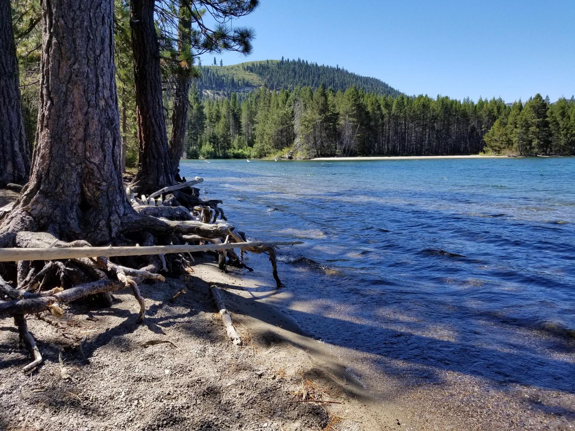 Exposed tree roots on a sunny lake shore with forested hills.