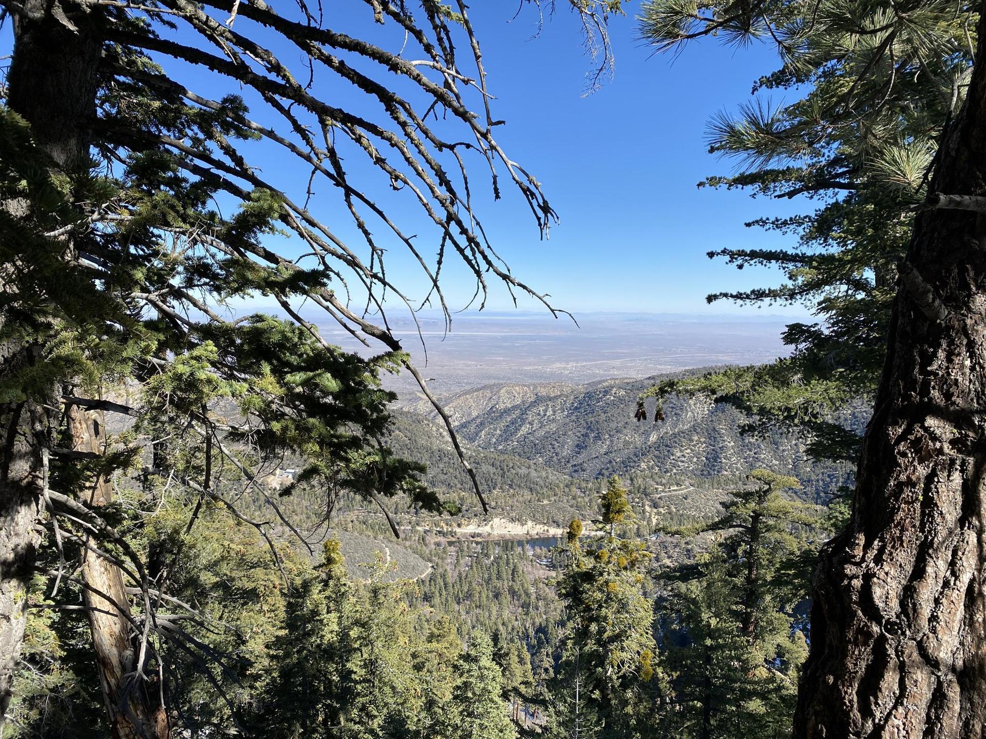 Mountain vista framed by pine branches, showing a vast valley and distant plains.
