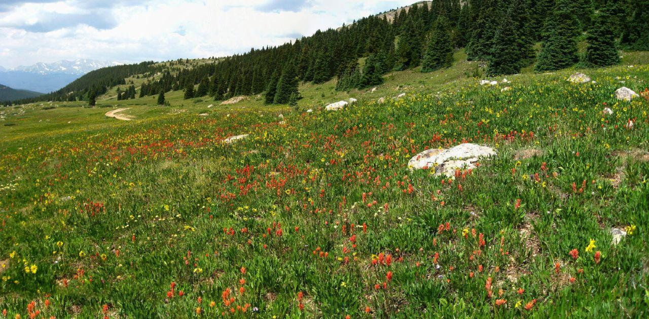 A vibrant meadow filled with colorful wildflowers, backed by a dense evergreen forest.