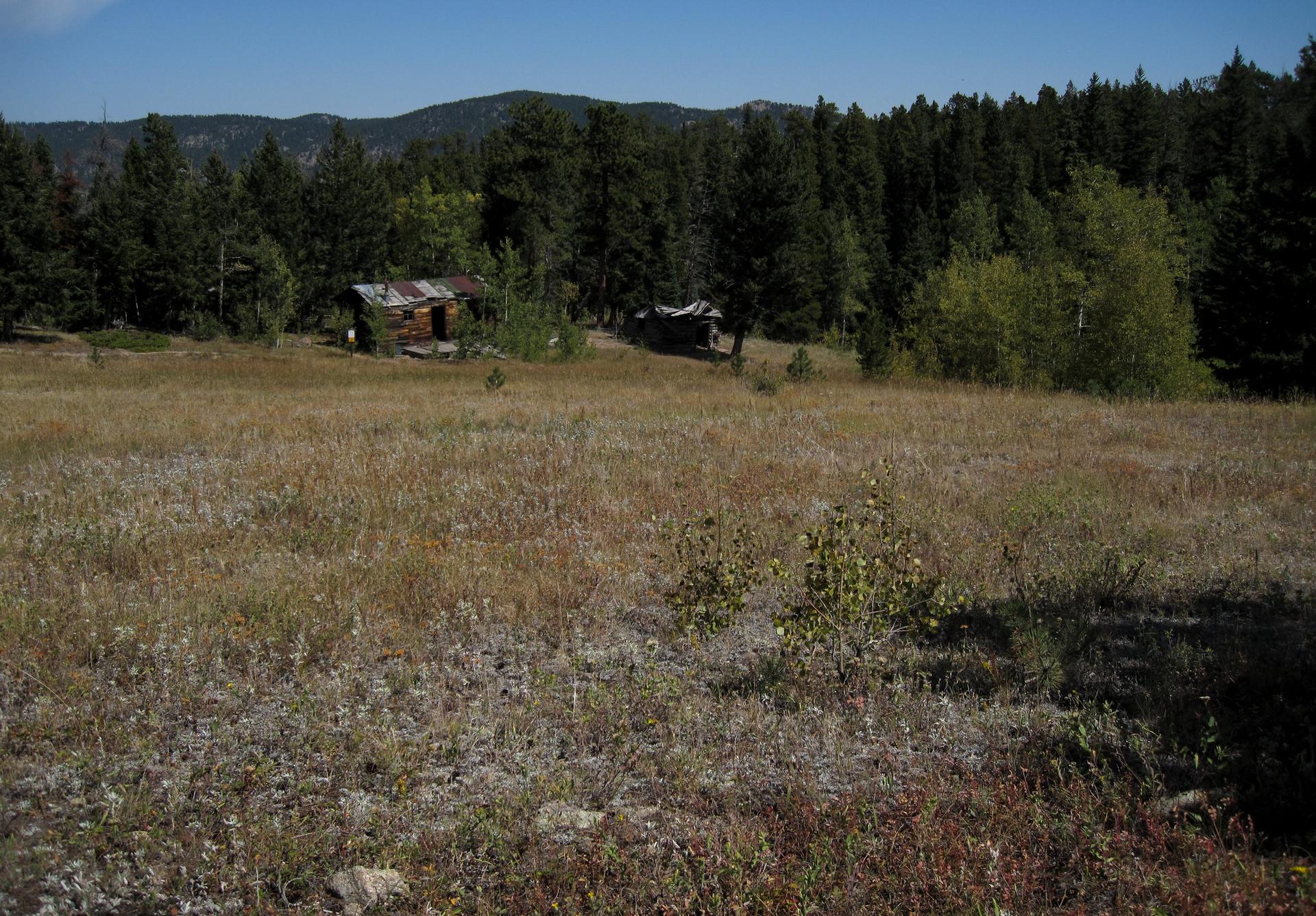 Rustic cabins in a sunlit, dry grassy field with a dense forest.
