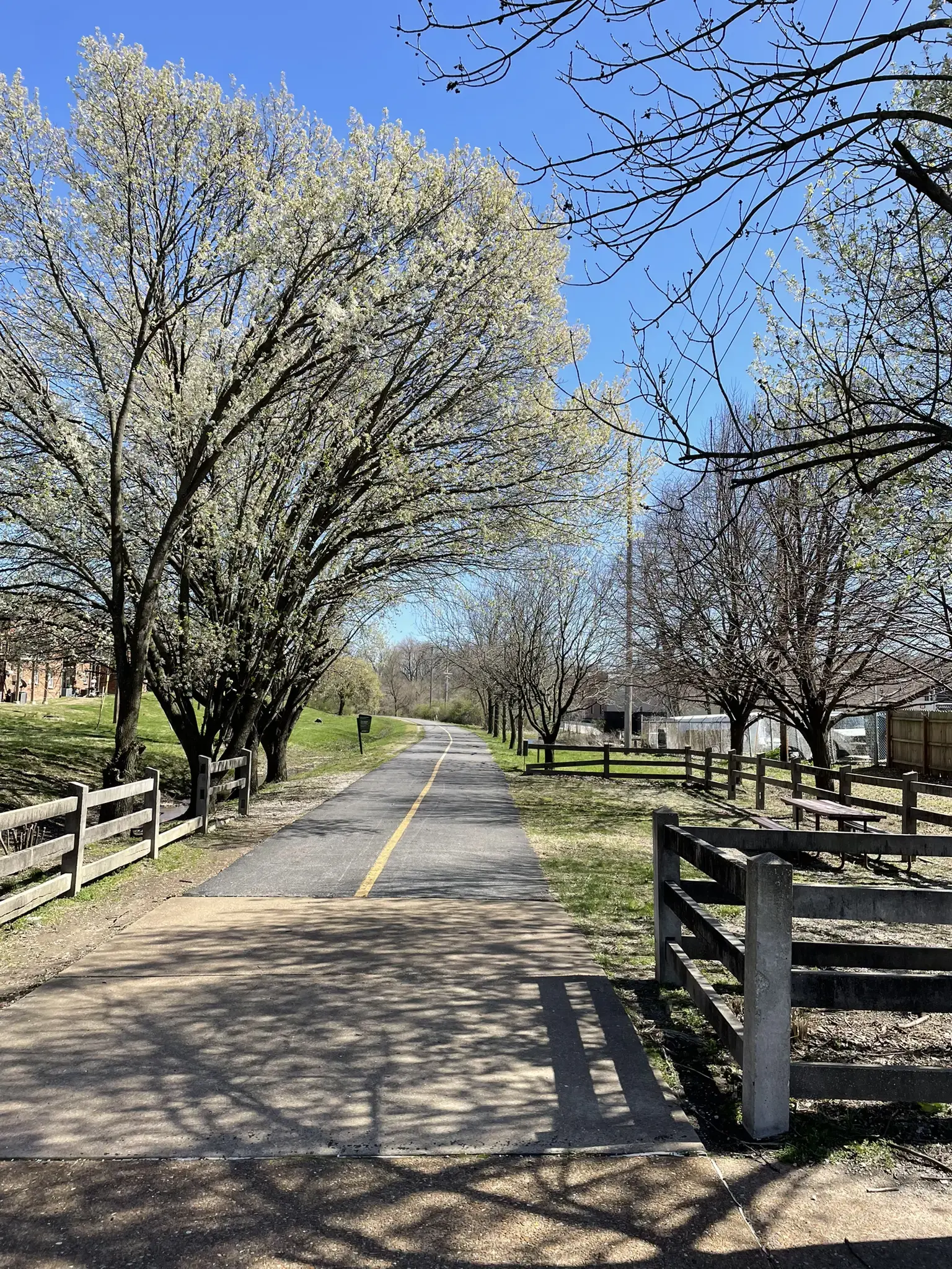 Paved path lined with blooming trees and wooden fences on a sunny day.