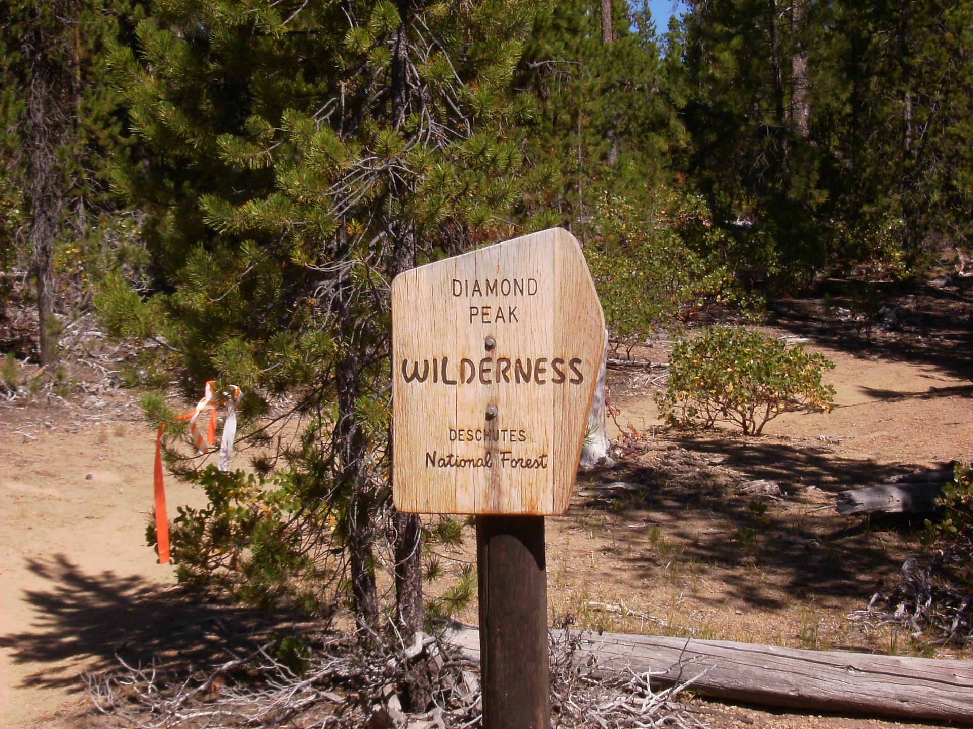 A wooden wilderness sign stands on a sunny forest path.