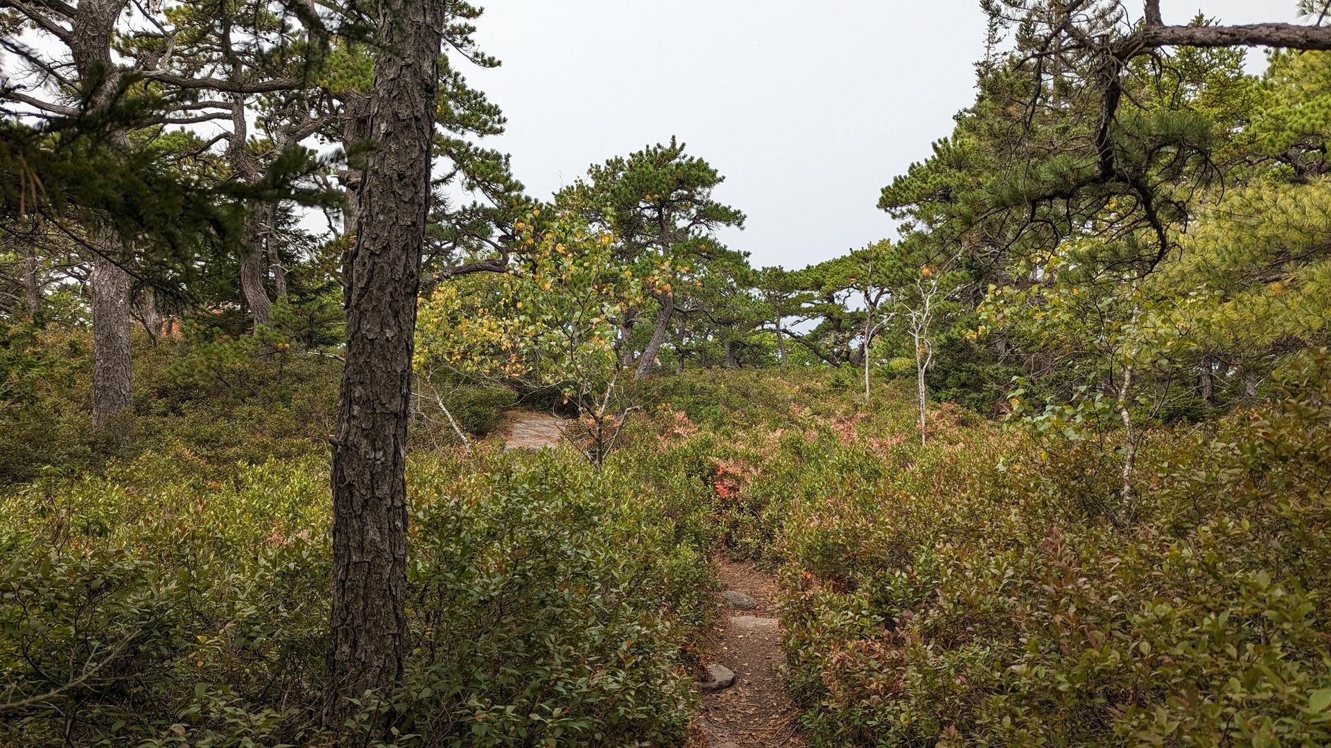 A narrow dirt path winds through a dense, green forest on an overcast day.