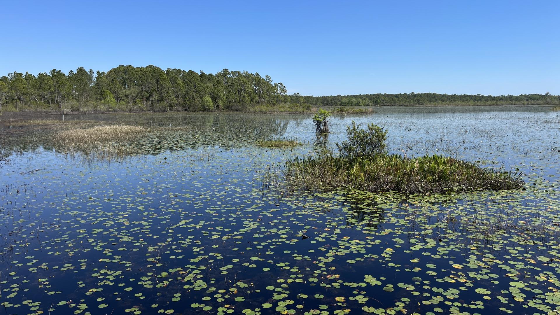 Wide marshland with lily pads and distant trees under a clear sky.