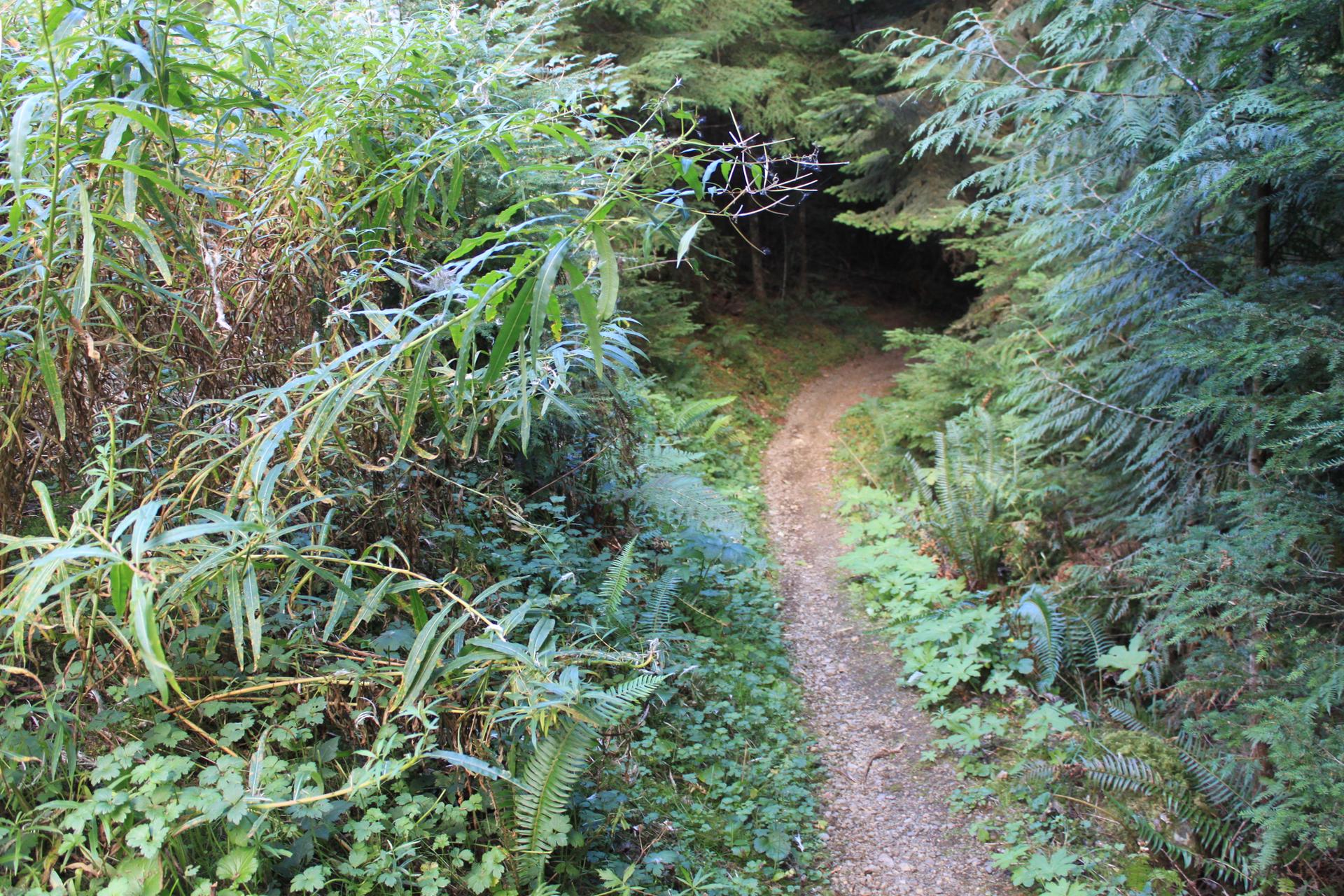 A winding dirt path through a dense, shaded green forest.