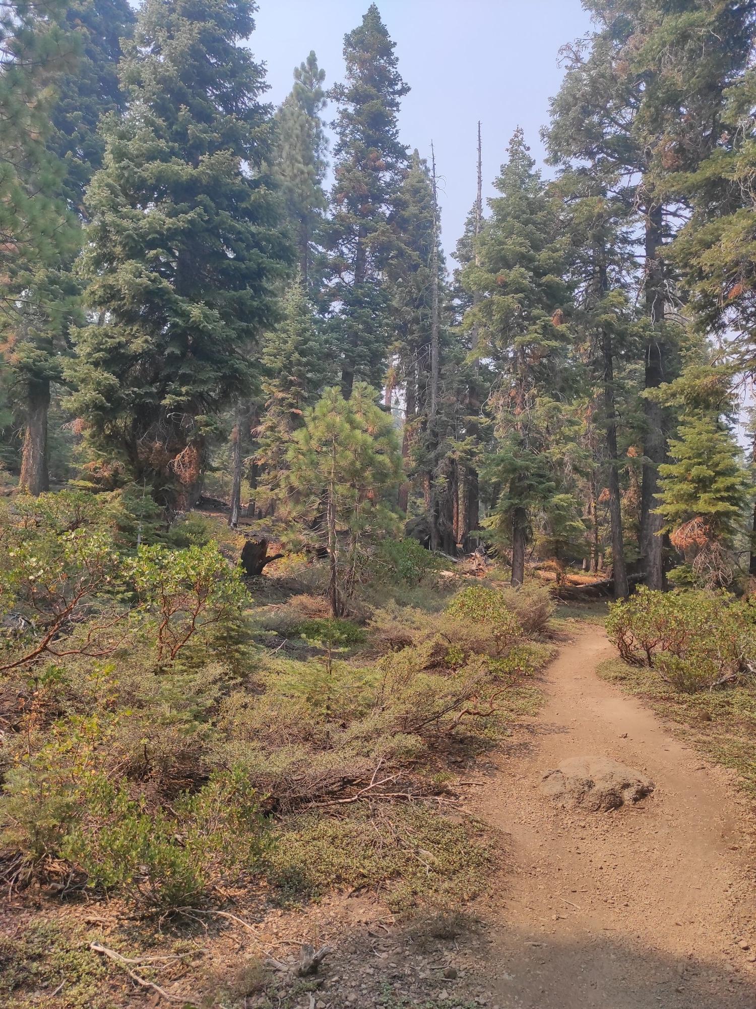 Dirt path through a forest with dense undergrowth and tall pines.