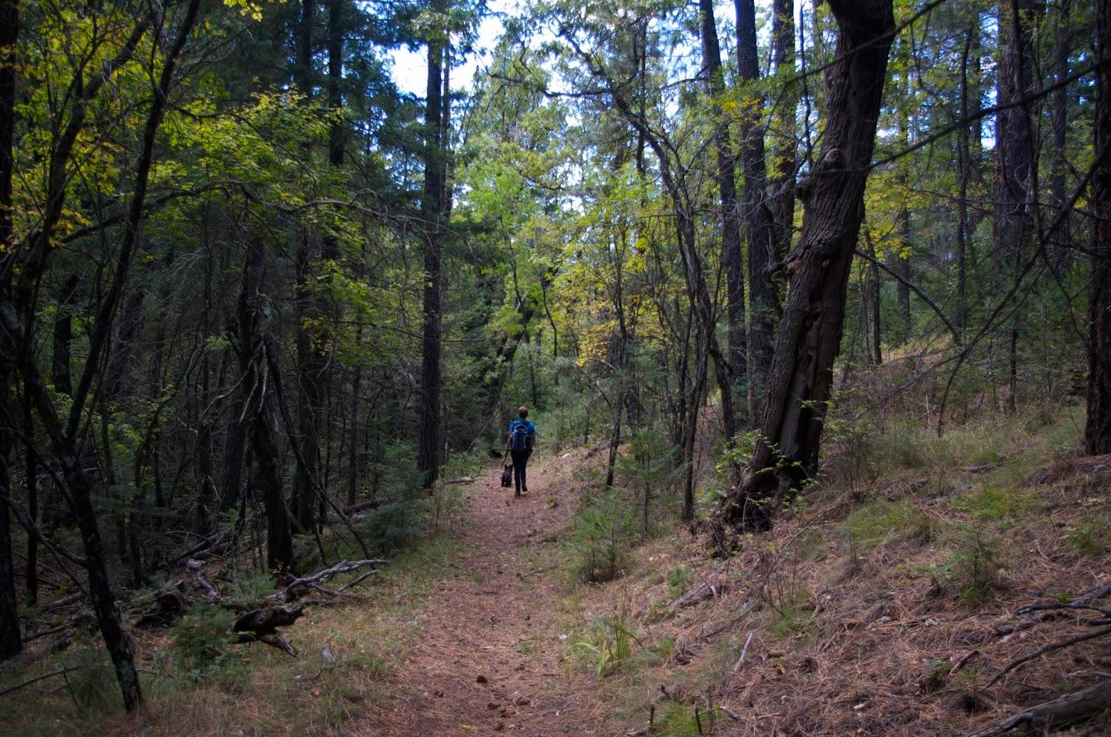 A person with a backpack walks on a path through a dense, dim forest.