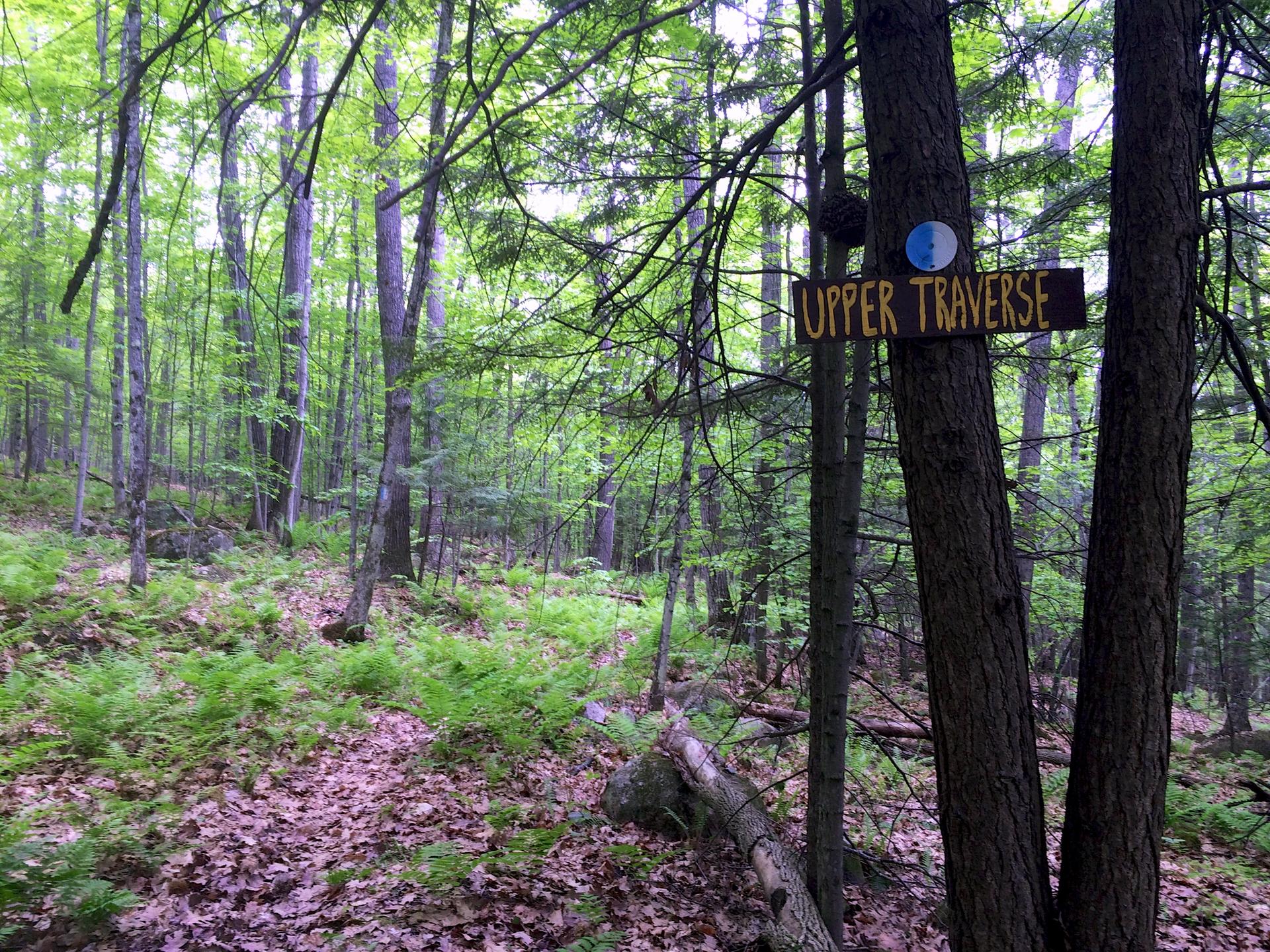 A wooded trail with a sign on a tree, green undergrowth, and soft light.