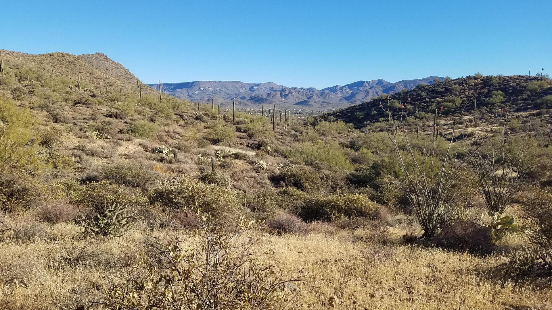 Bright desert scene with rolling hills, many cacti, and mountains under a blue sky.