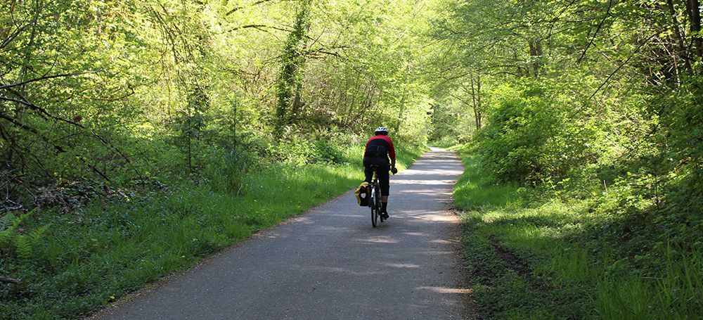 A person cycles on a paved path through a sunny, green forest. - Watershed Park Loop Trail