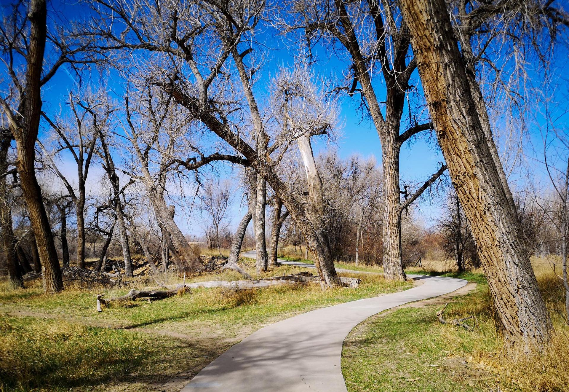 A paved path winds through a forest of tall, bare trees on a sunny day.