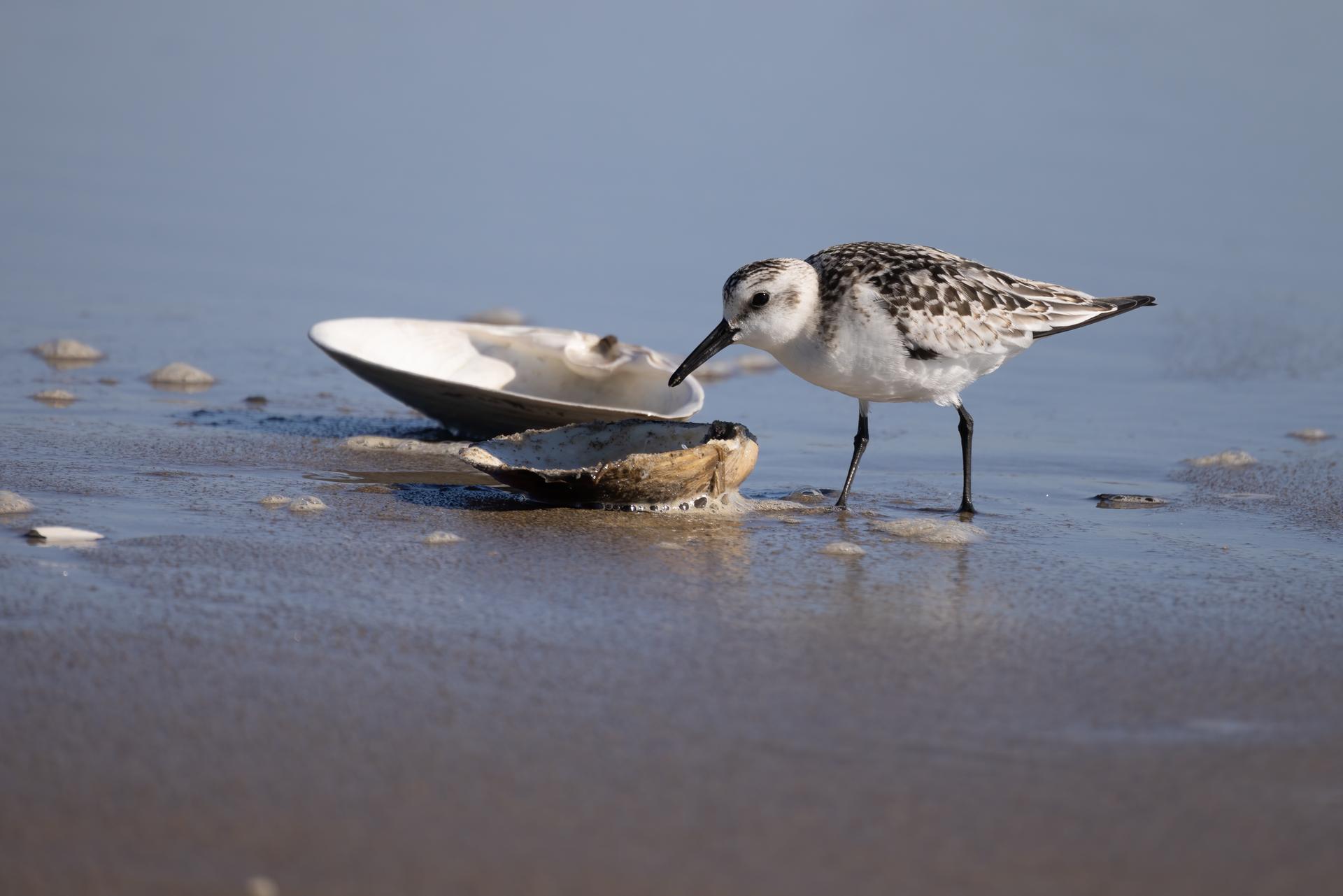 Small speckled bird foraging on a wet sandy beach near seashells in bright light.