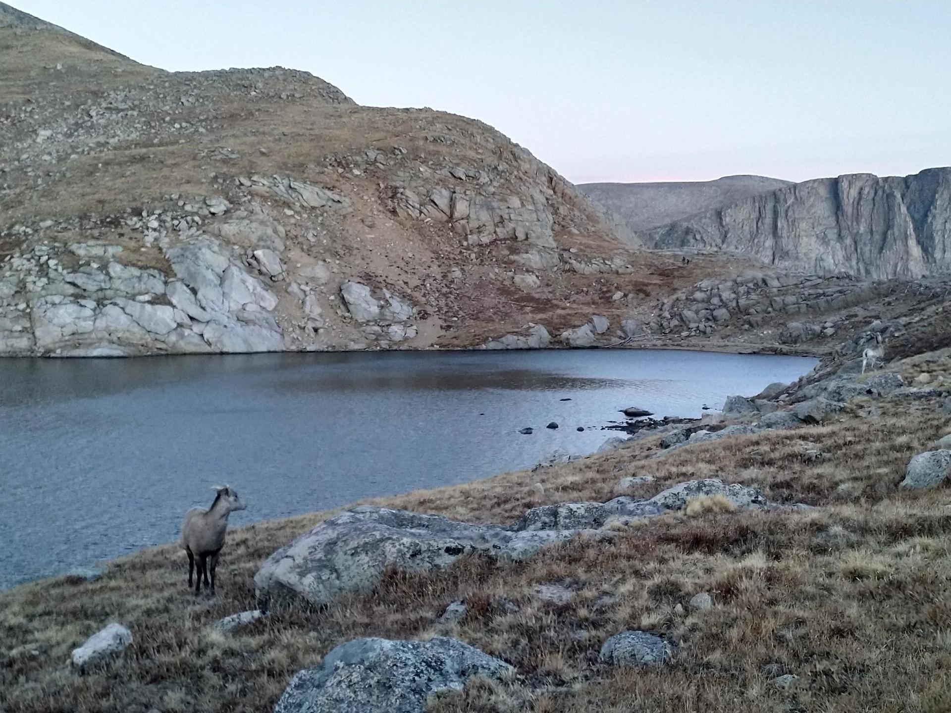 Two bighorn sheep on a rocky shore by a calm mountain lake at dusk.