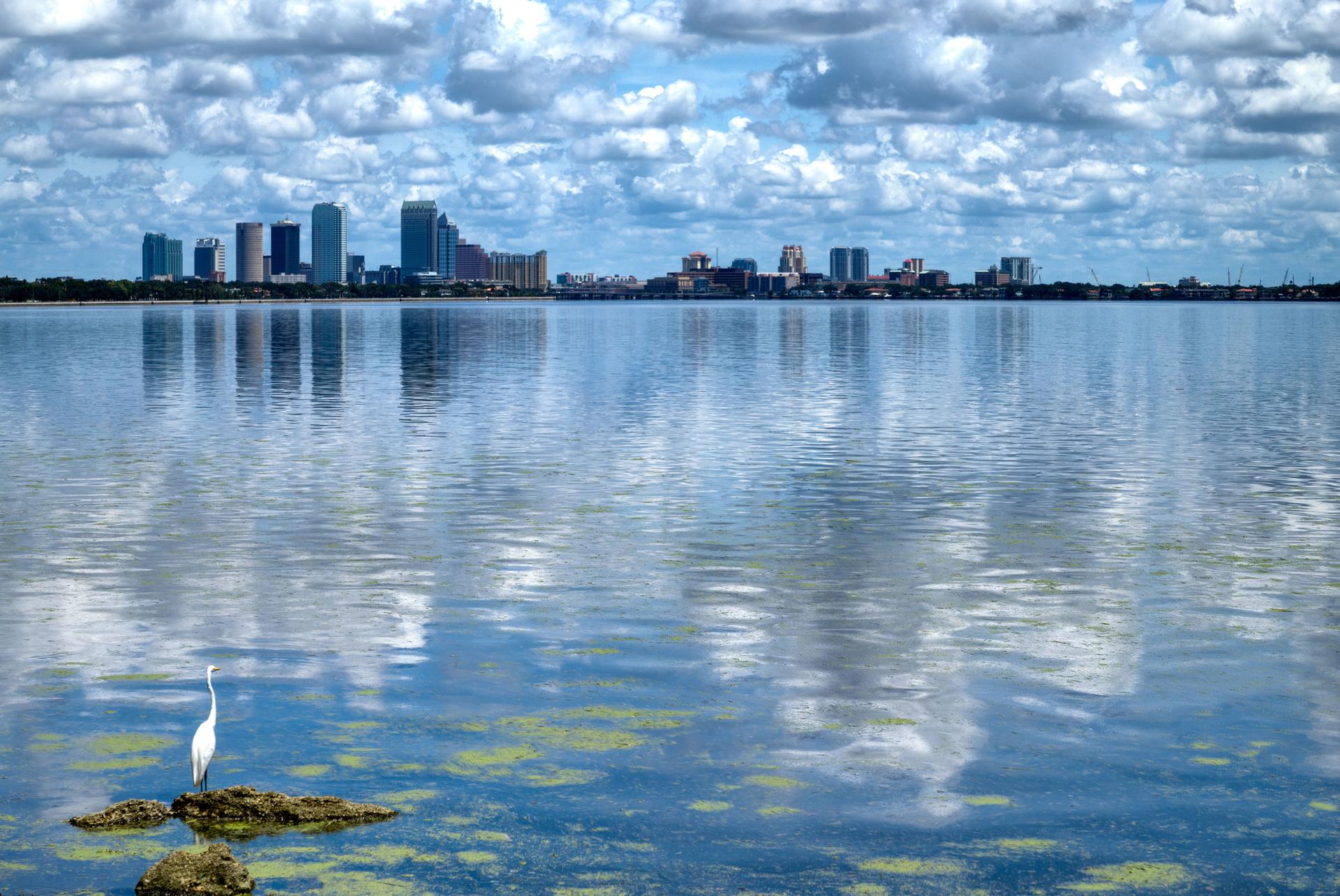 White egret on rocks in water with distant city skyline under cloudy sky.