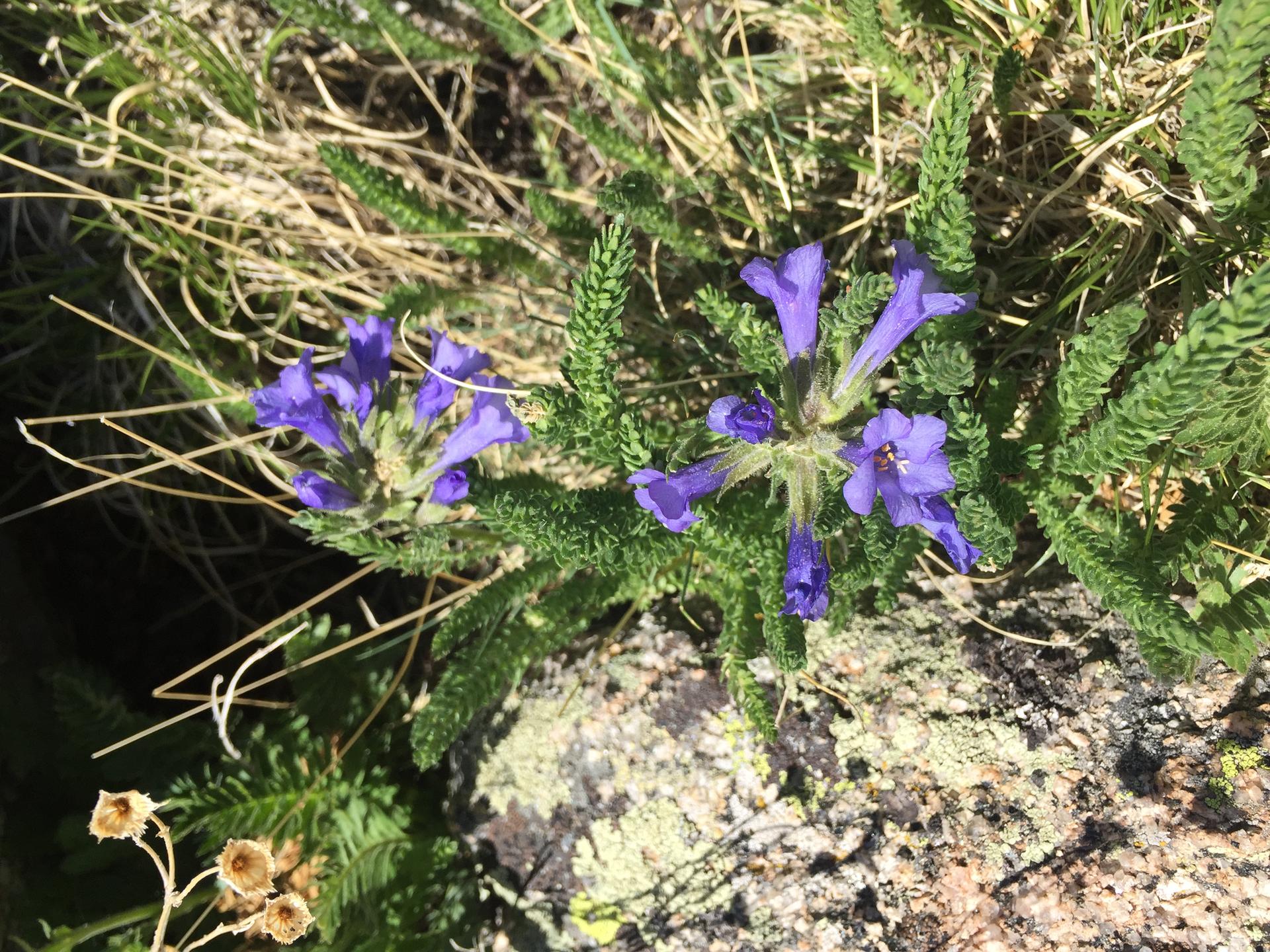 Close-up of vibrant purple wildflowers blooming on rocky, sunlit ground.