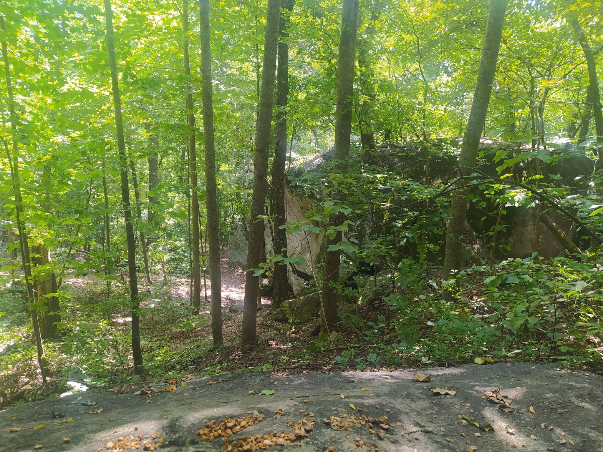 Large boulders nestled among tall trees in a sun-dappled, green forest. - Buffalo Creek Park Loop