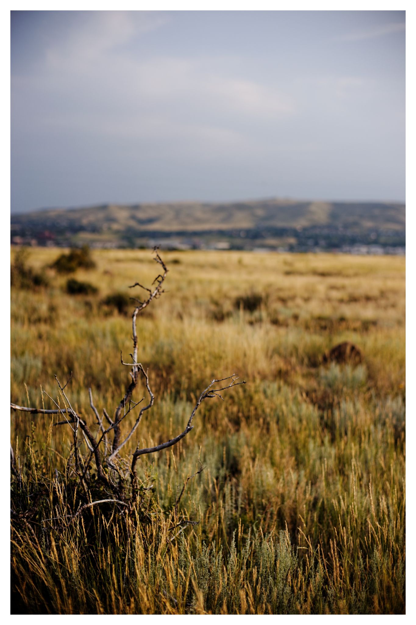 A gnarled dead branch stands in a field of dry, golden grass. - Ancient Palms and Basalt Cap Loop