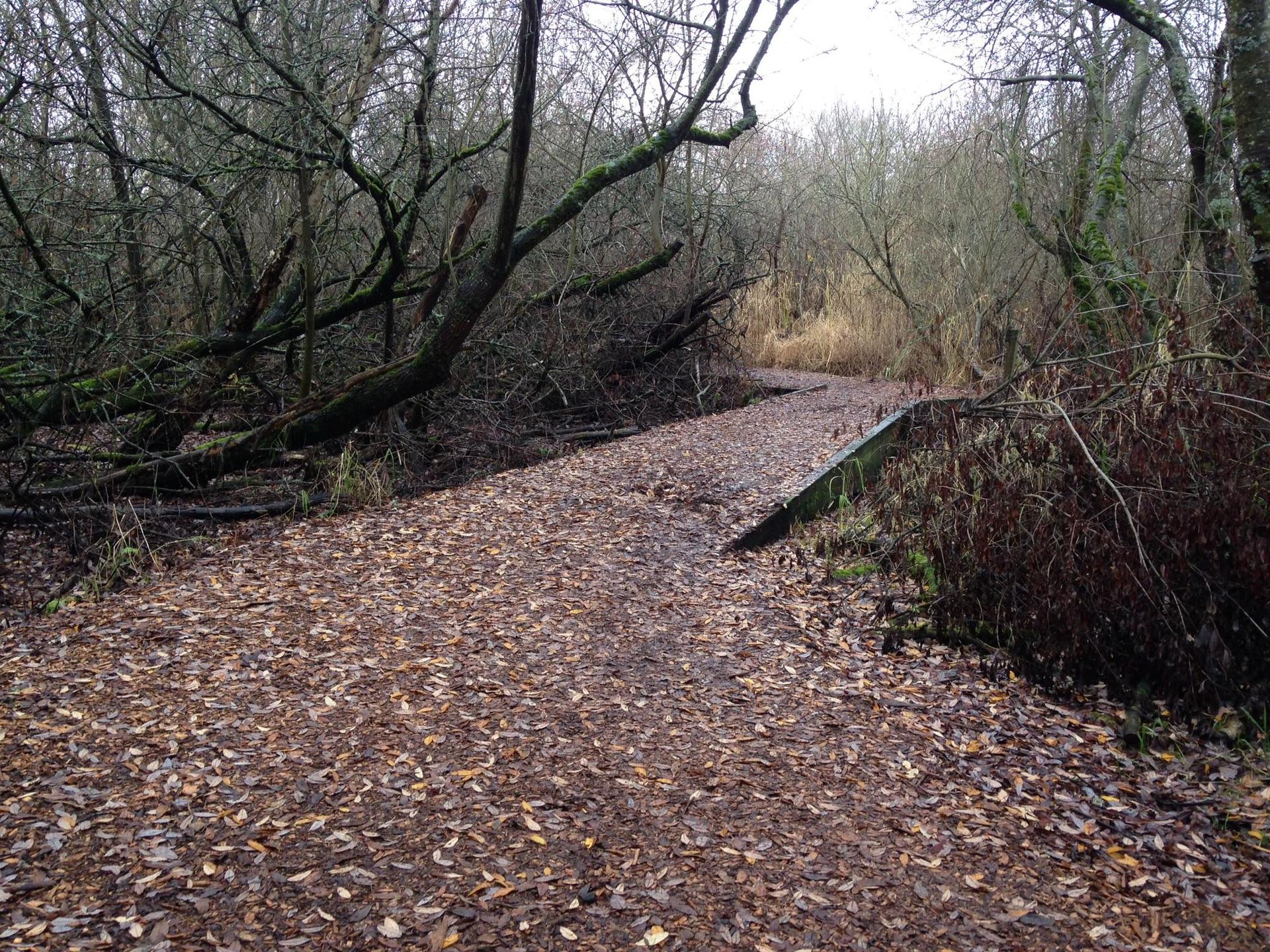 Overgrown dirt path winding through a dense, bare forest on an overcast day.