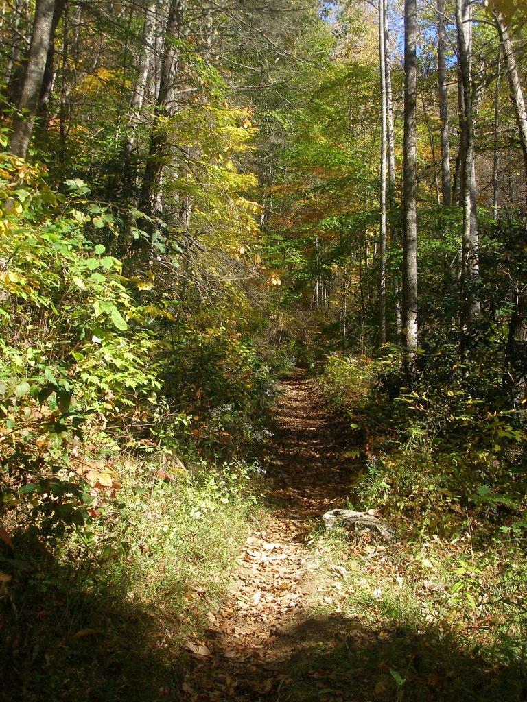 A sun-dappled forest path winds through colorful autumn trees.