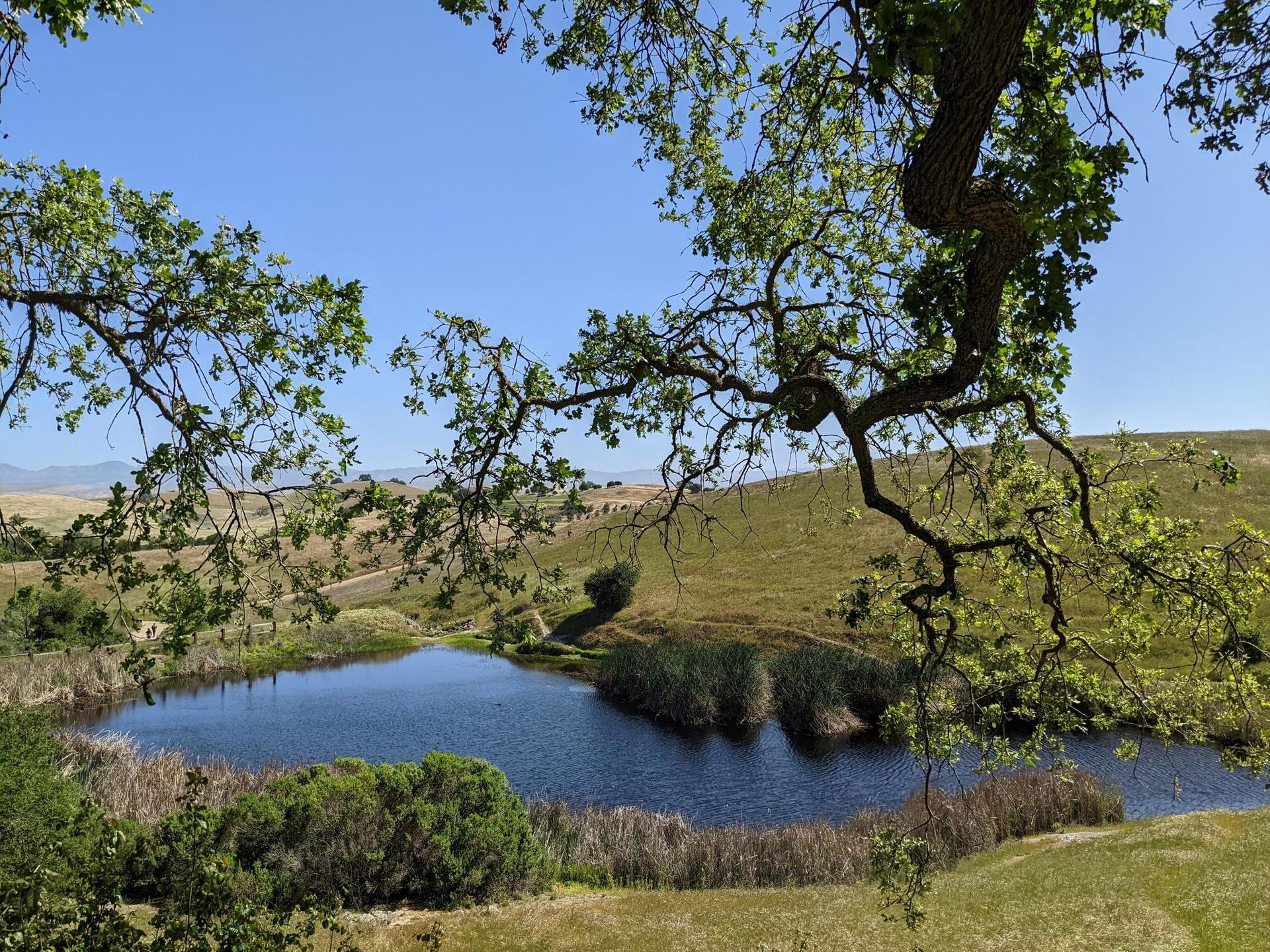 A small pond surrounded by dry hills, framed by green tree branches on a sunny day.