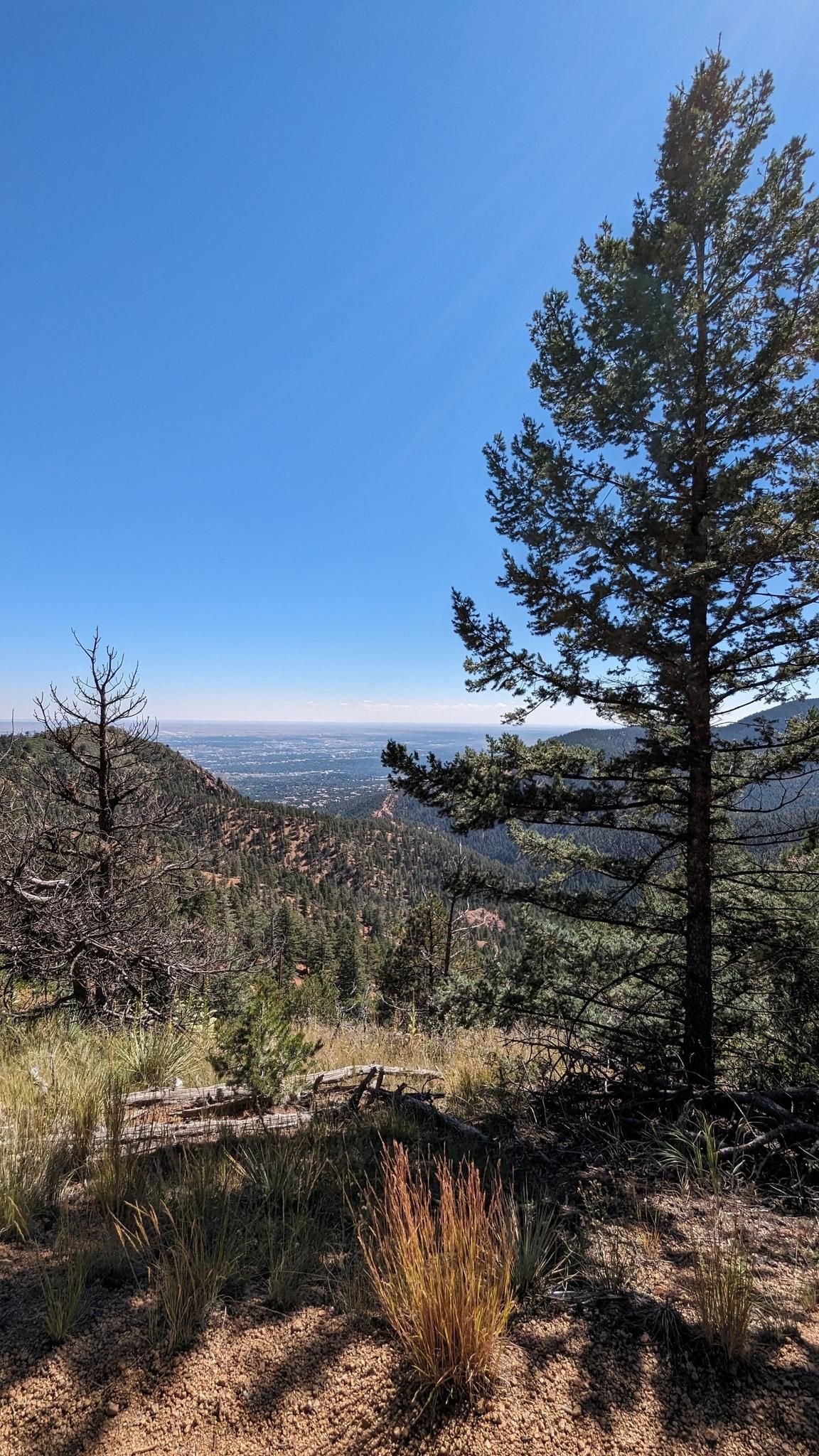 Sunny mountain view with tall pine trees and a distant hazy valley. - Section 16 and Palmer Trail Loop