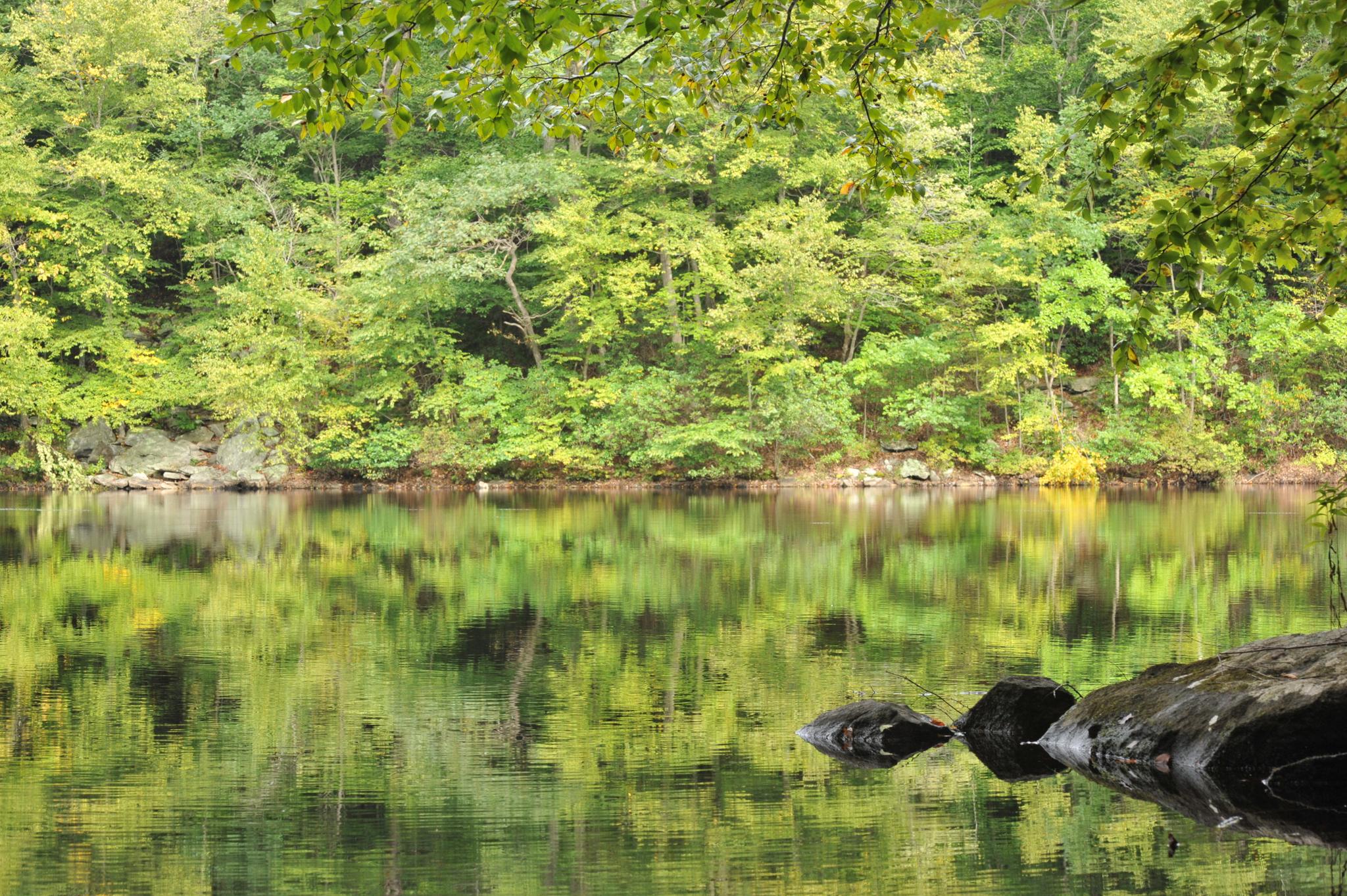 Calm lake reflecting a lush green forest under bright light.