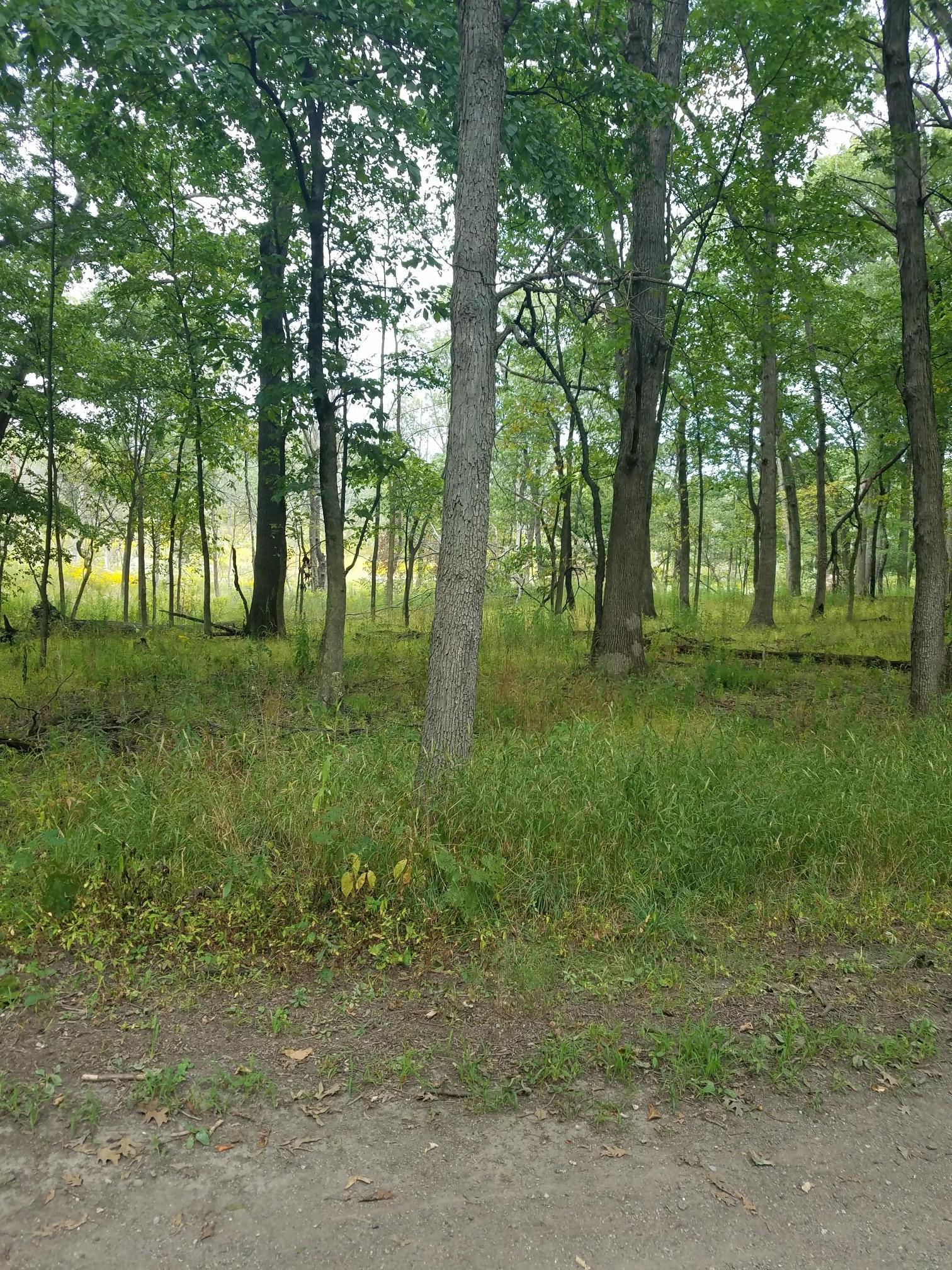 Dense forest with tall green trees and lush undergrowth on a cloudy day.
