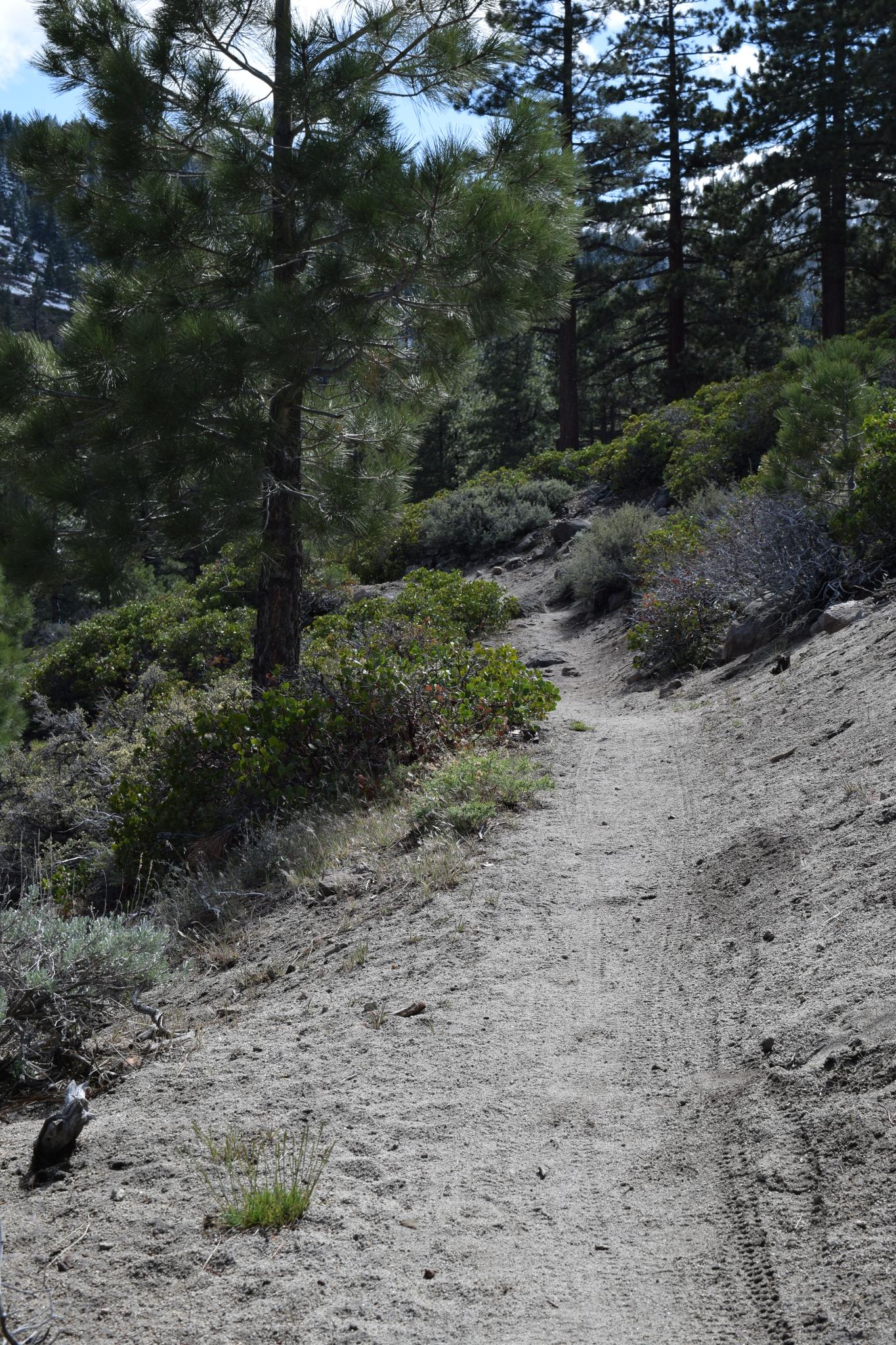 A sunlit dirt path winds uphill through a forest of pine trees and bushes.