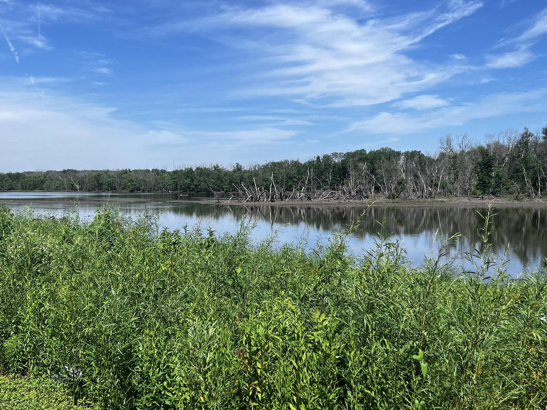Serene river with vibrant green plants and distant trees under blue sky.