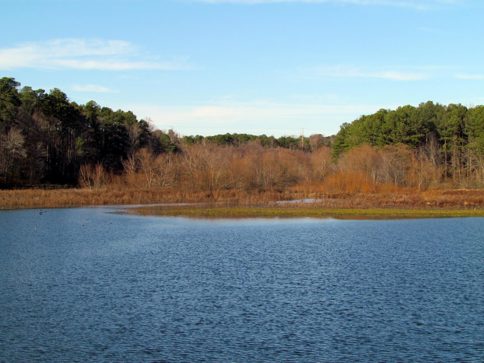 A lake with a shoreline of bare trees and green reeds under a blue sky.