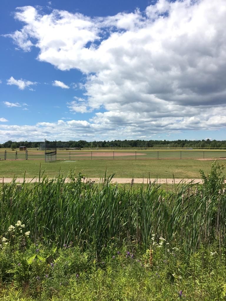 Green baseball field with tall reeds in front, under a bright, cloudy sky. - South Portland Greenbelt – Bug Light Park loop from Pin Tail Point