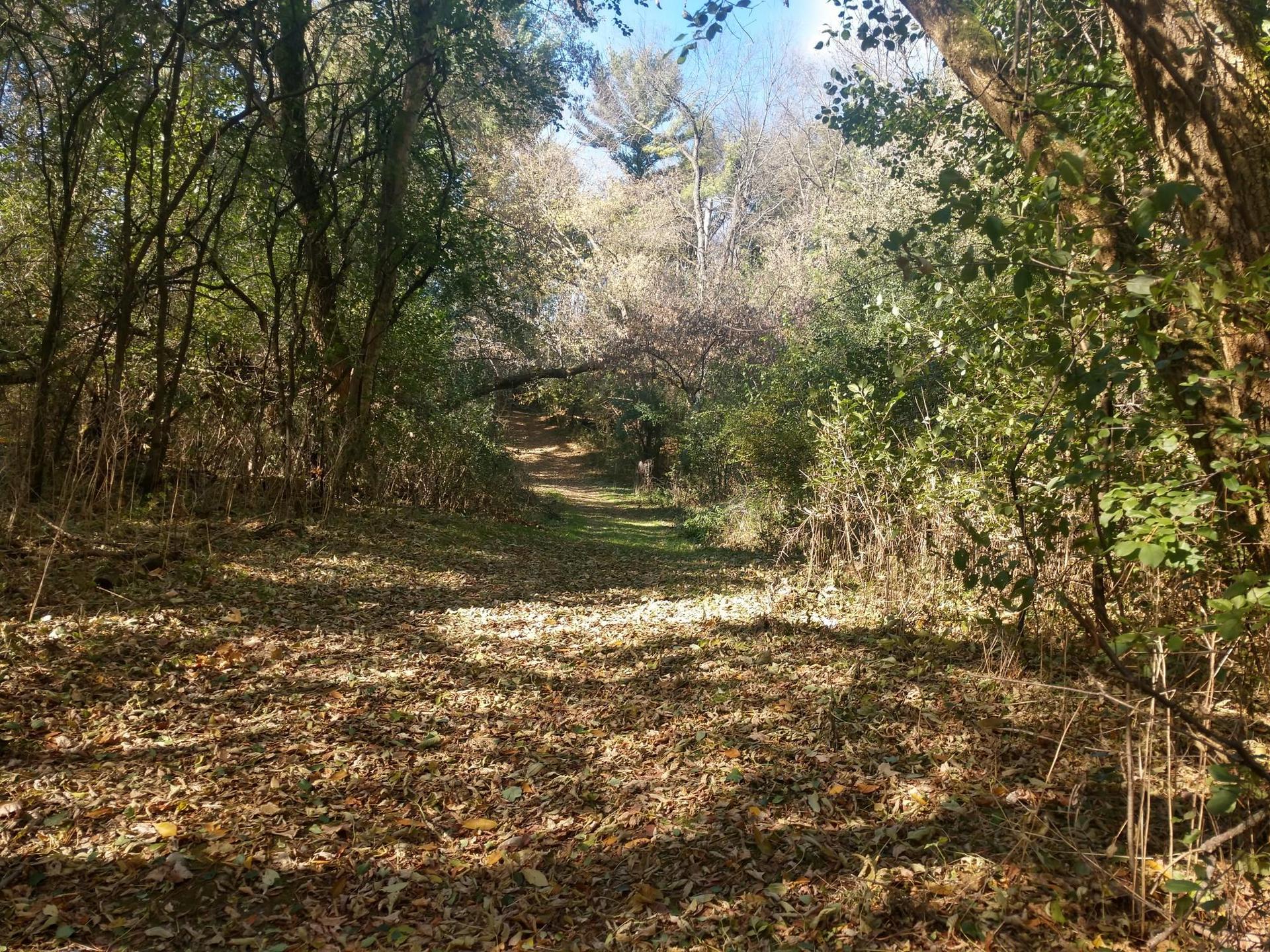A sunlit path covered in autumn leaves winds through a dense forest.