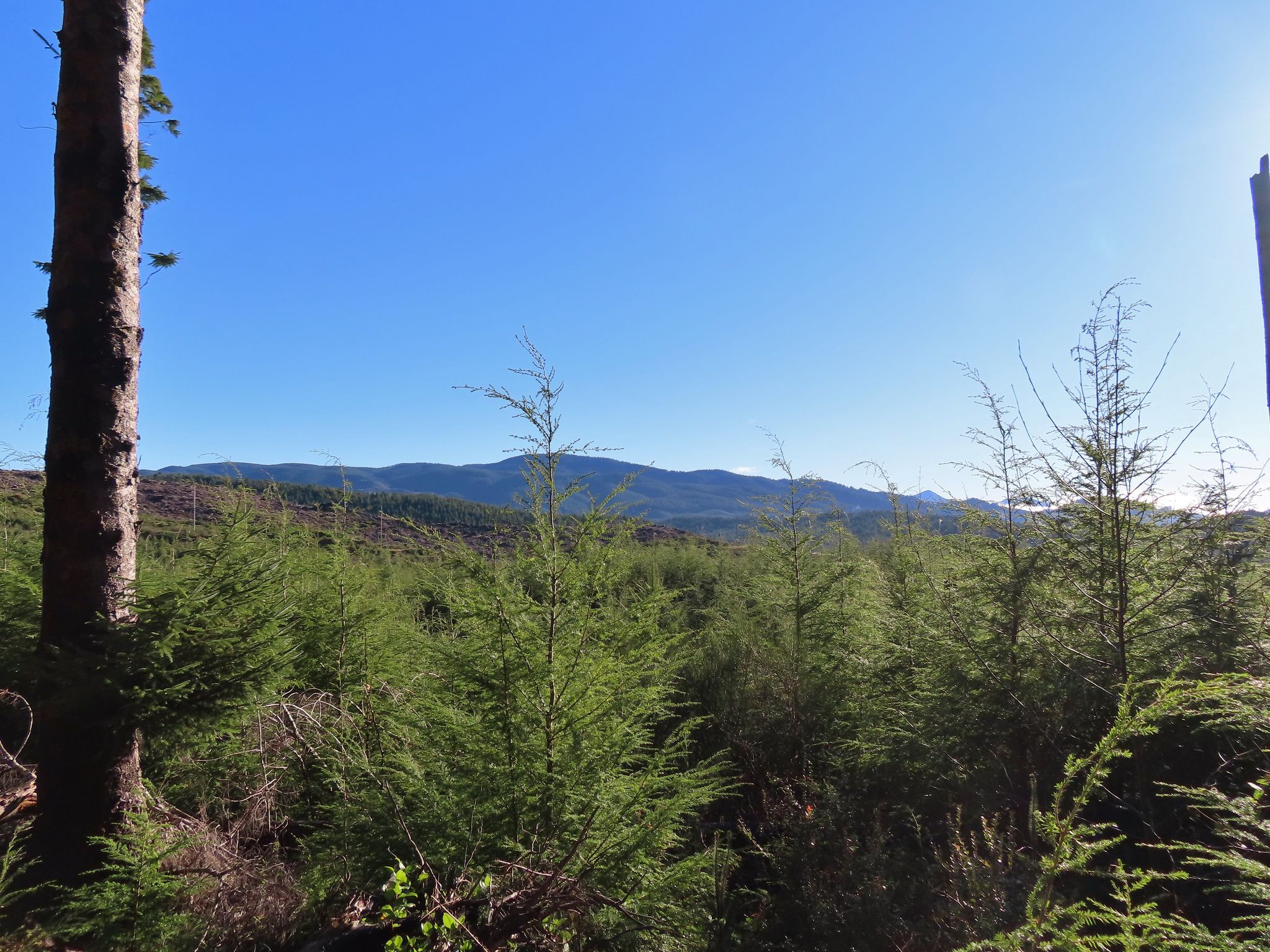 Sunny landscape with young evergreen trees and distant mountains under a clear blue sky. - Spyglass Ridge Open Space