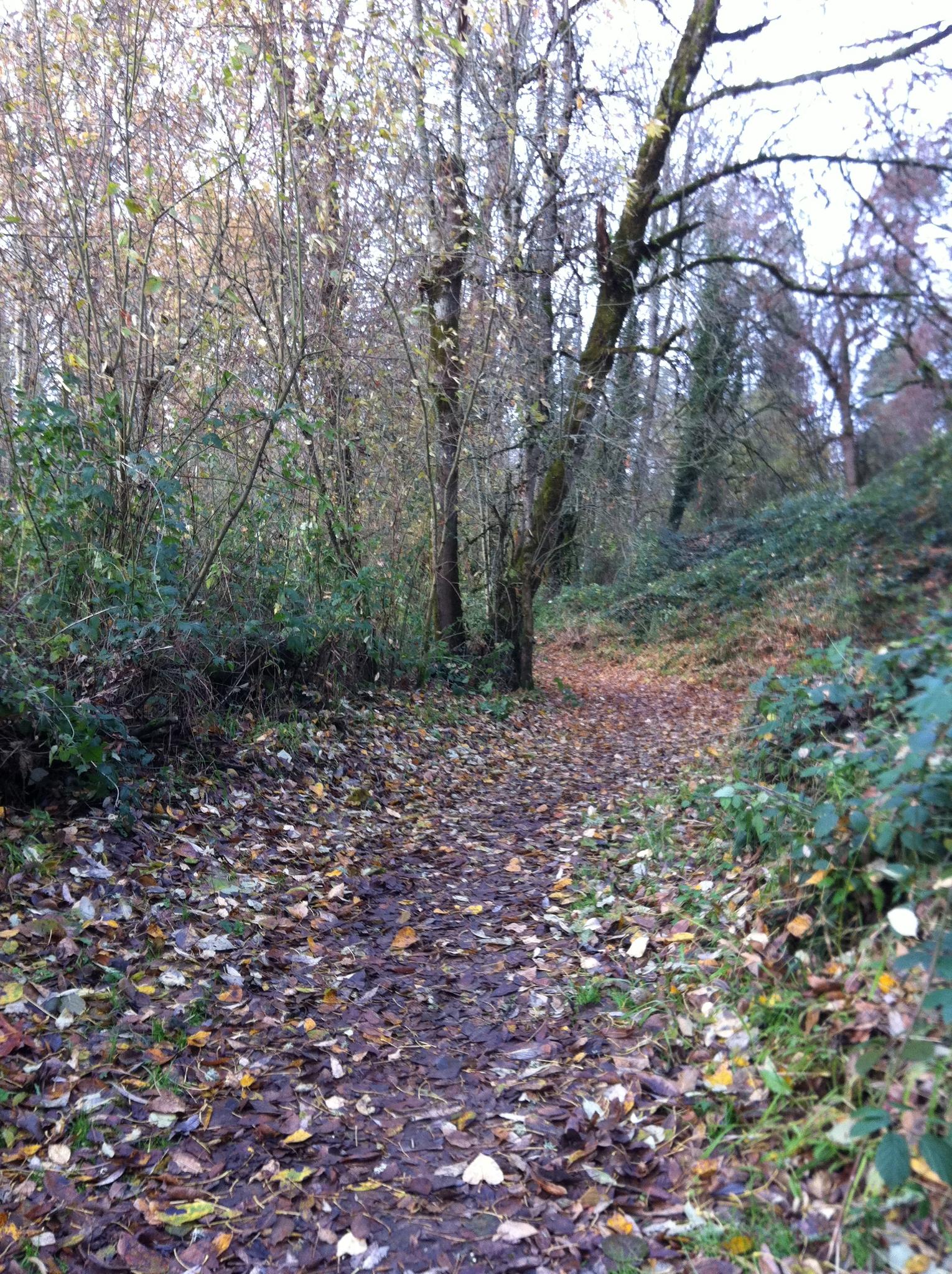 A leaf-covered dirt path winds through a dense, bare-branched forest on an overcast day.