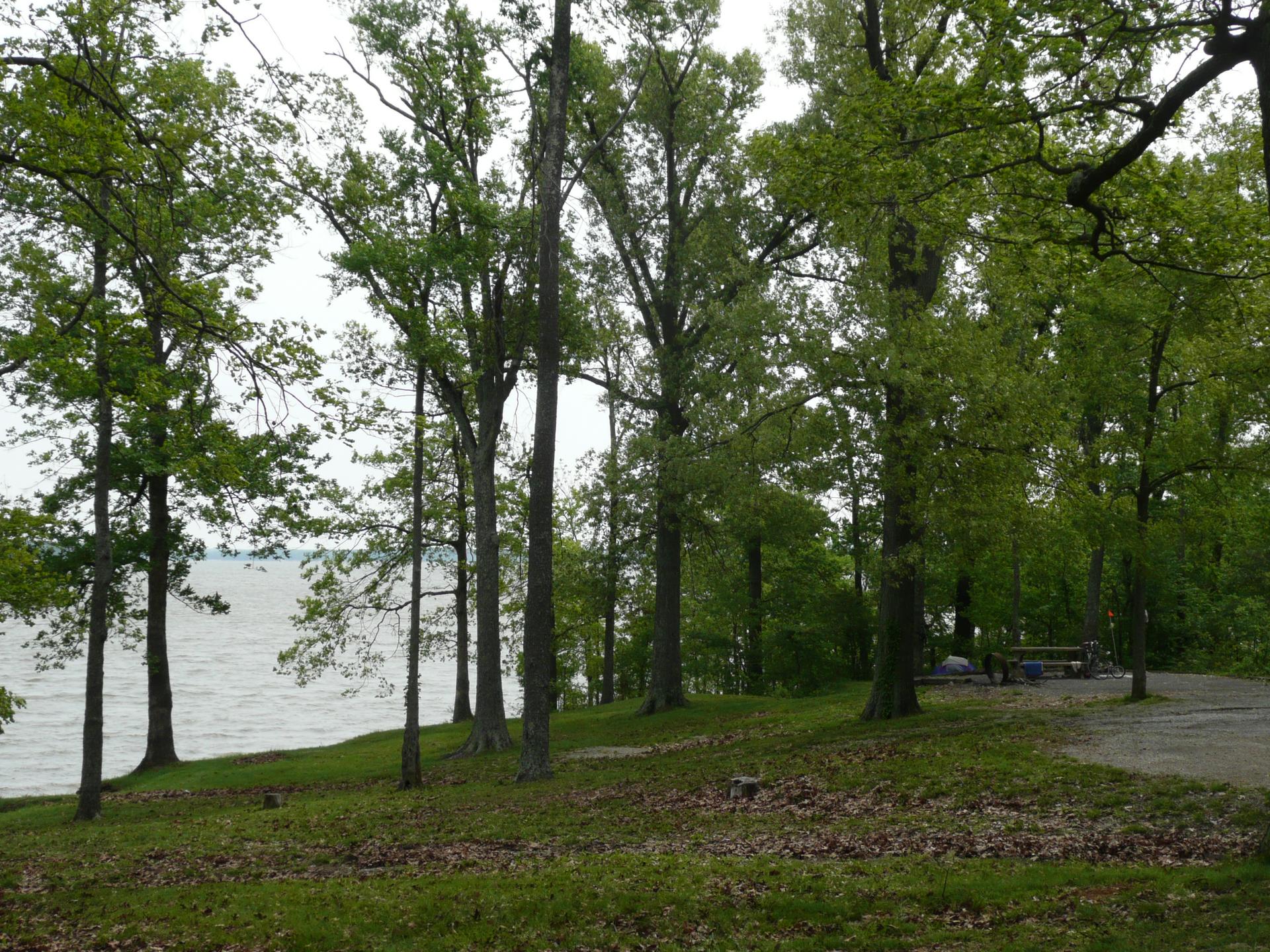 Tall trees on a grassy slope overlooking a lake on an overcast day.