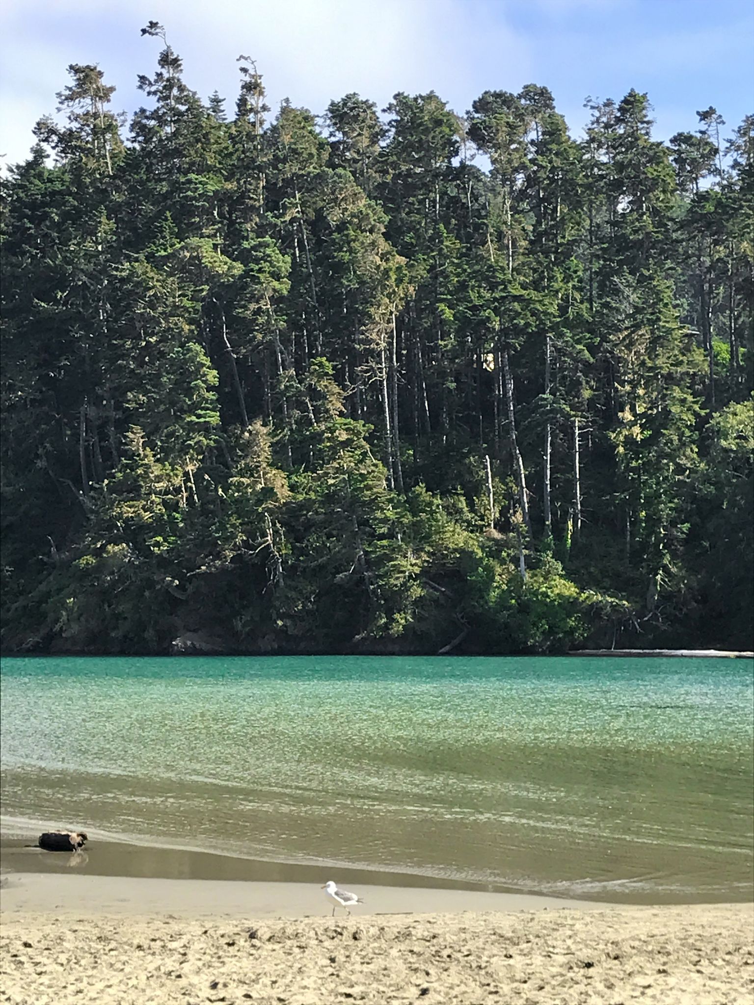 Turquoise water next to a sandy beach with a bird and dense forest. - Big River Haul Road