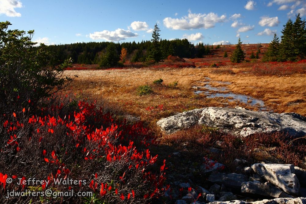 Bright autumn landscape with red bushes, golden grass, a stream, and distant forest. - Bear Rocks, Raven Ridge, and Dobbin Grade Trail