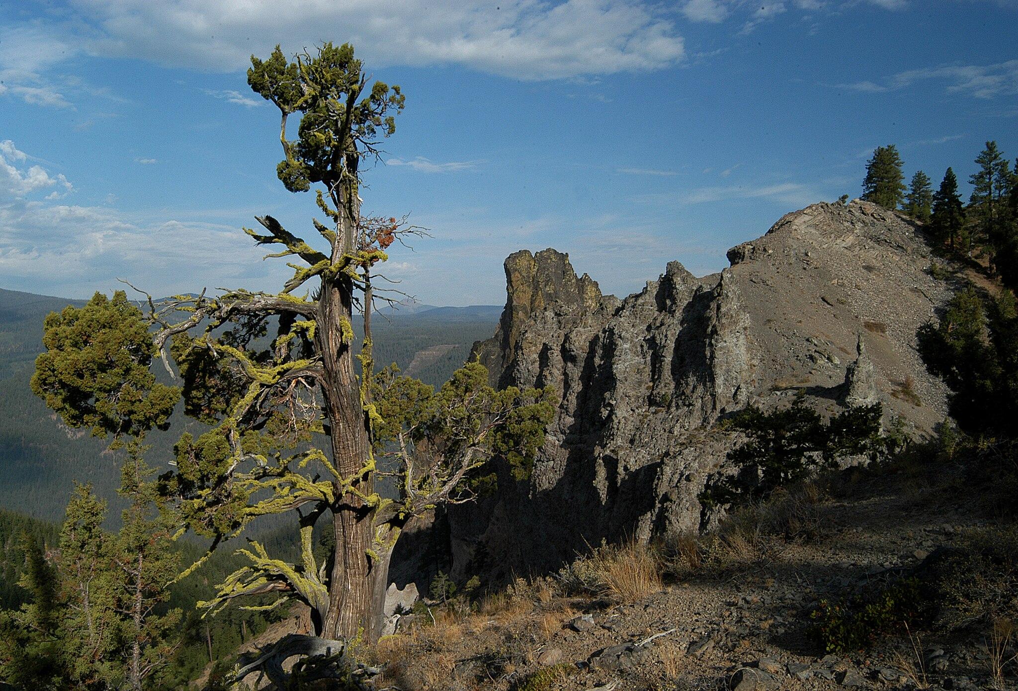 Gnarled tree on a sunny, rugged mountain slope with rocky cliffs.