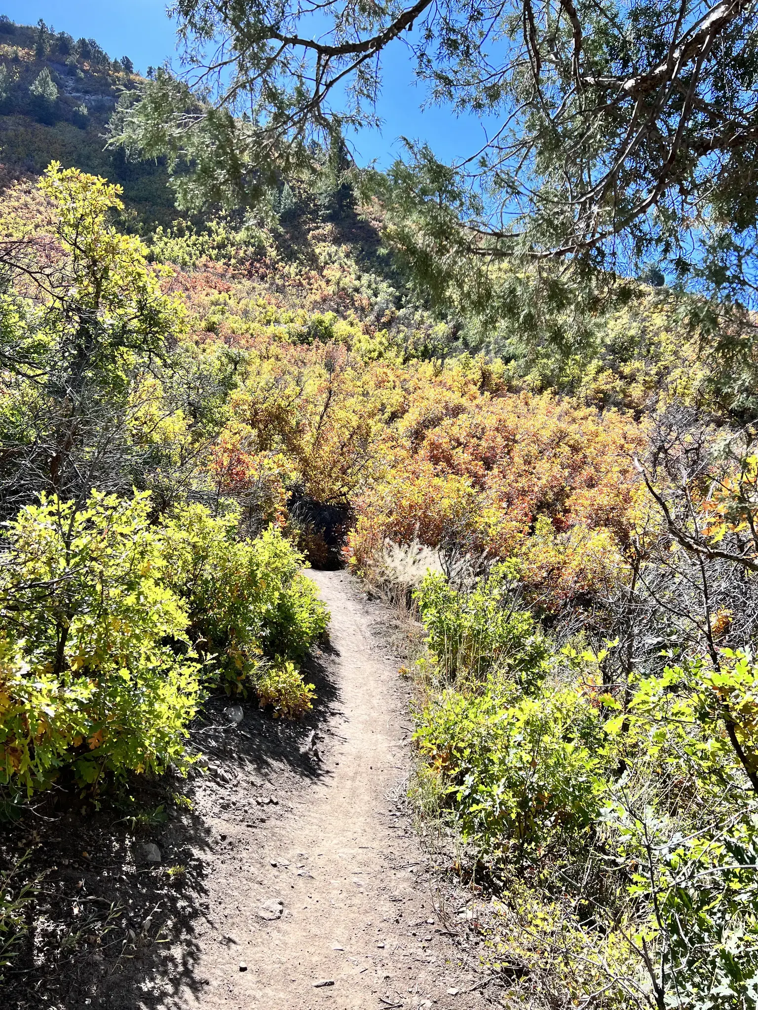 A narrow dirt path ascends a sunny hillside with green and golden bushes.