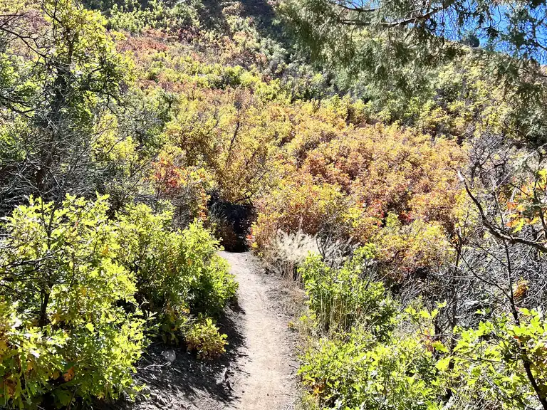 Raiders Ridge Lookout via Skyline Trail | hike | Komoot