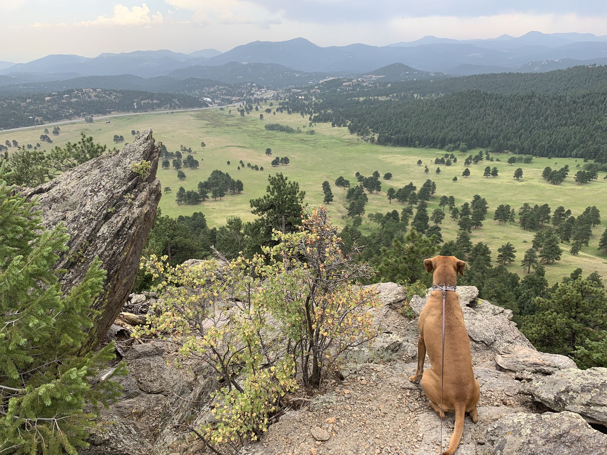Brown dog sits on a rocky cliff overlooking a vast green valley and mountains. - Bergen Peak, Meadow View and Too Long Trail Loop