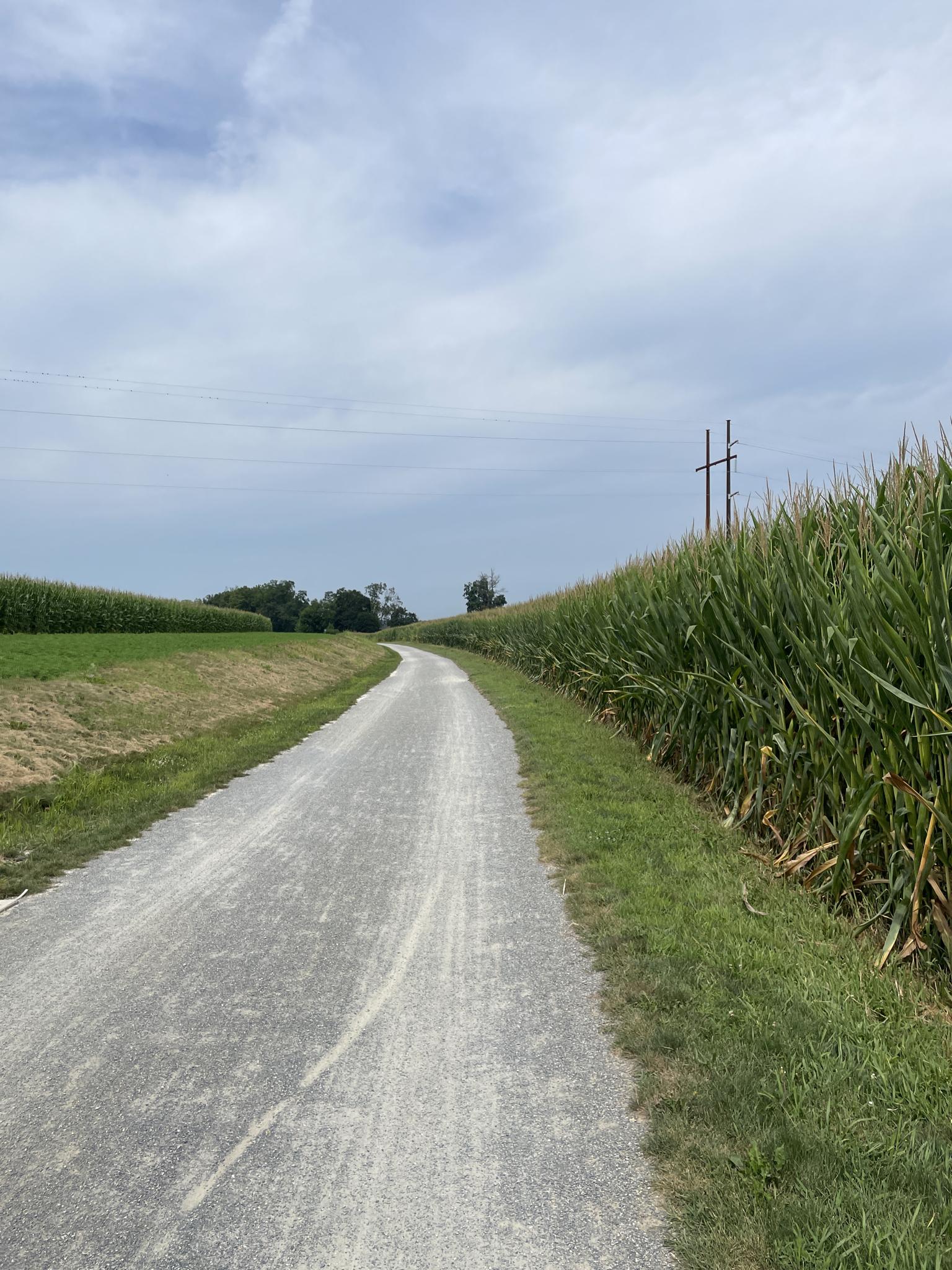 A winding gravel path runs between tall green cornfields under a cloudy sky.