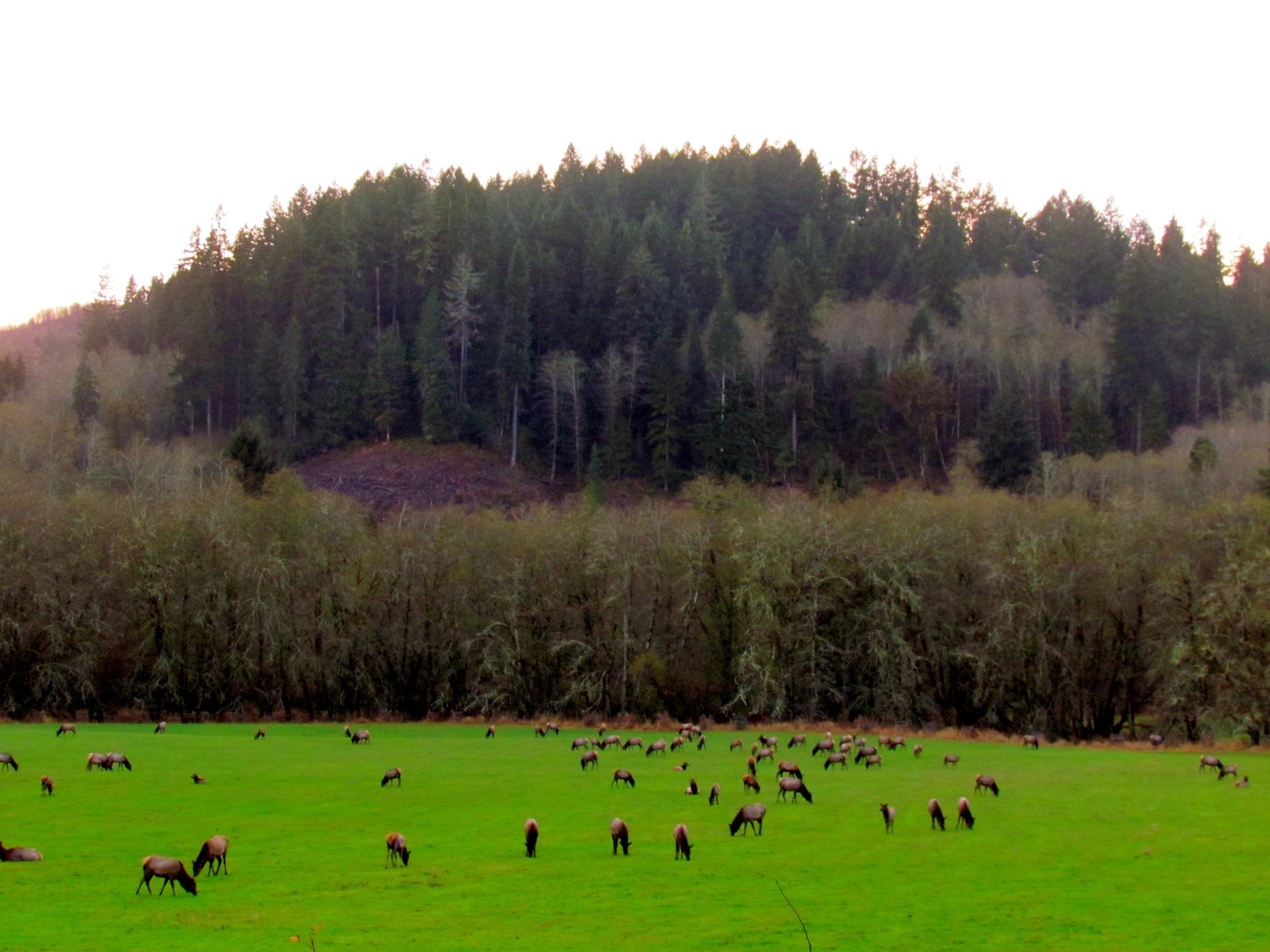 A herd of elk grazes in a vibrant green field near a dense forest.