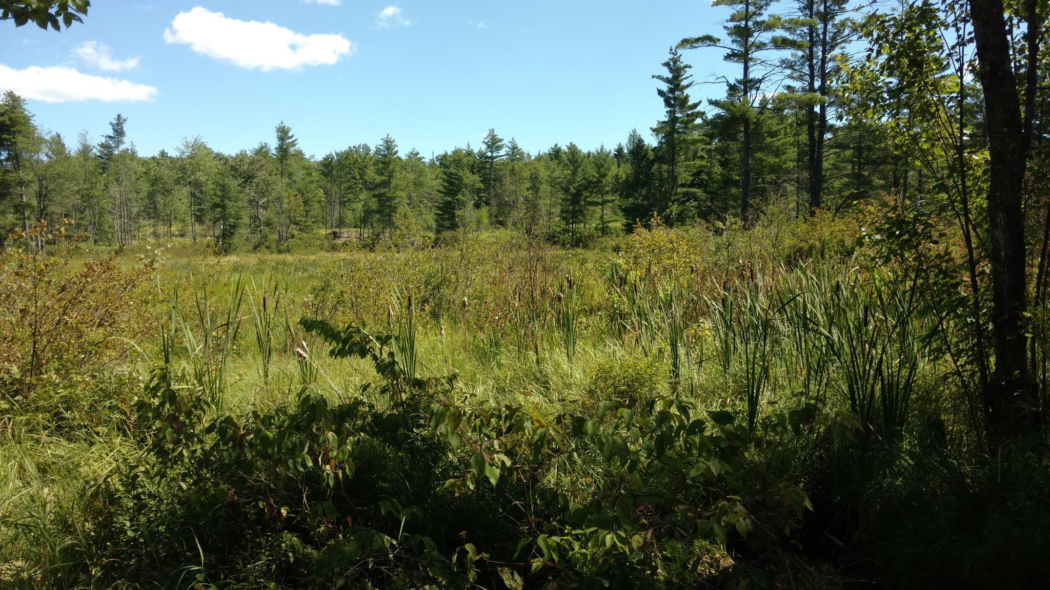 A sunny view of a vast green marsh with a dense forest background.