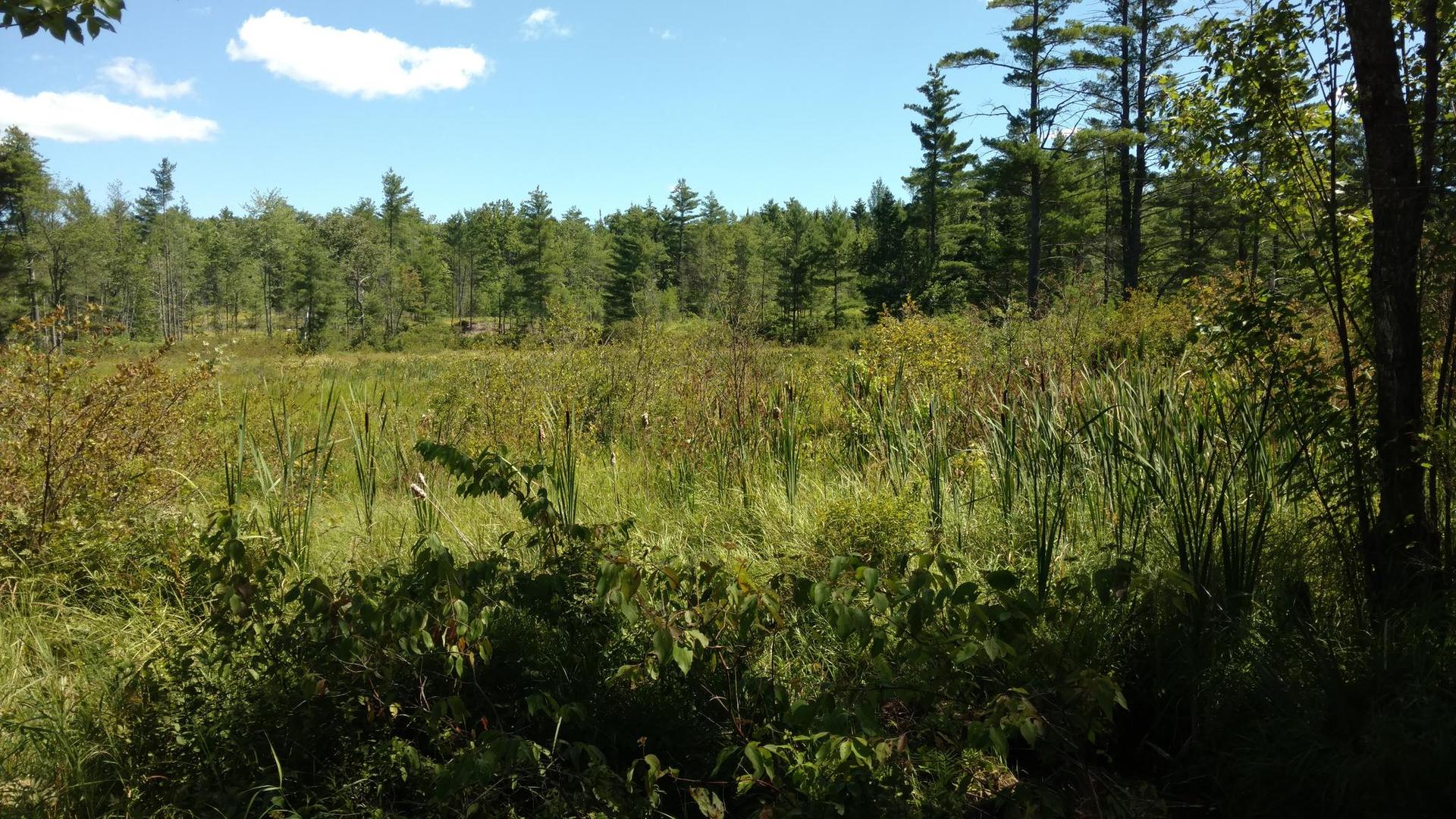 A sunny view of a vast green marsh with a dense forest background.