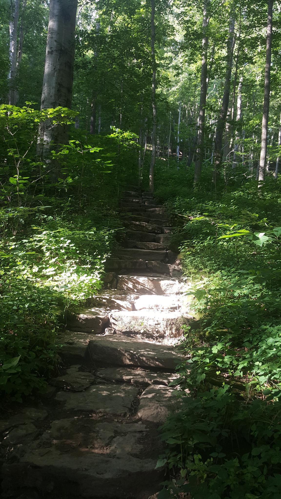 Stone staircase ascending through a sun-dappled, lush green forest.