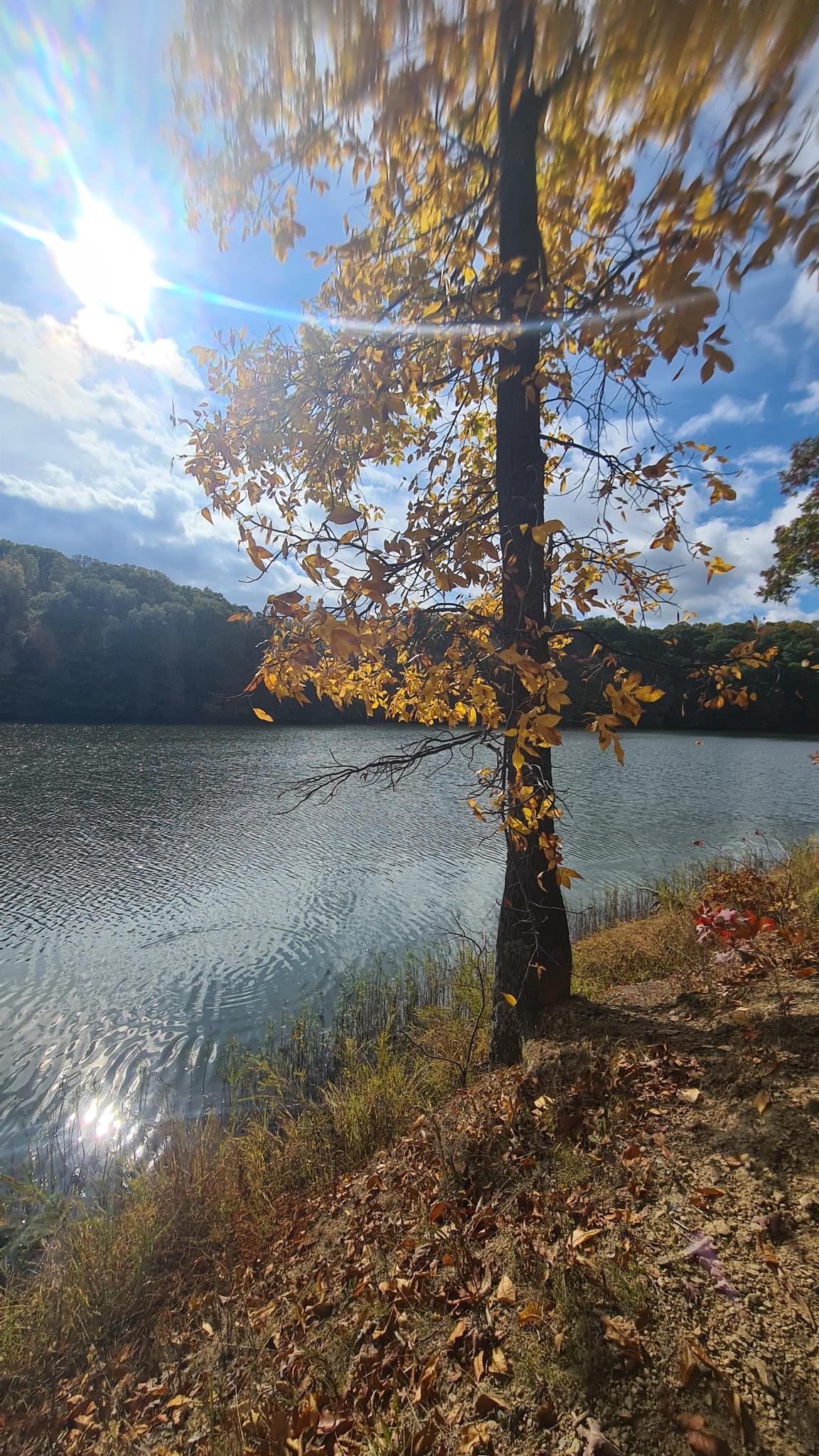 Autumn tree with yellow leaves by a sunny lake, bright sun flare.